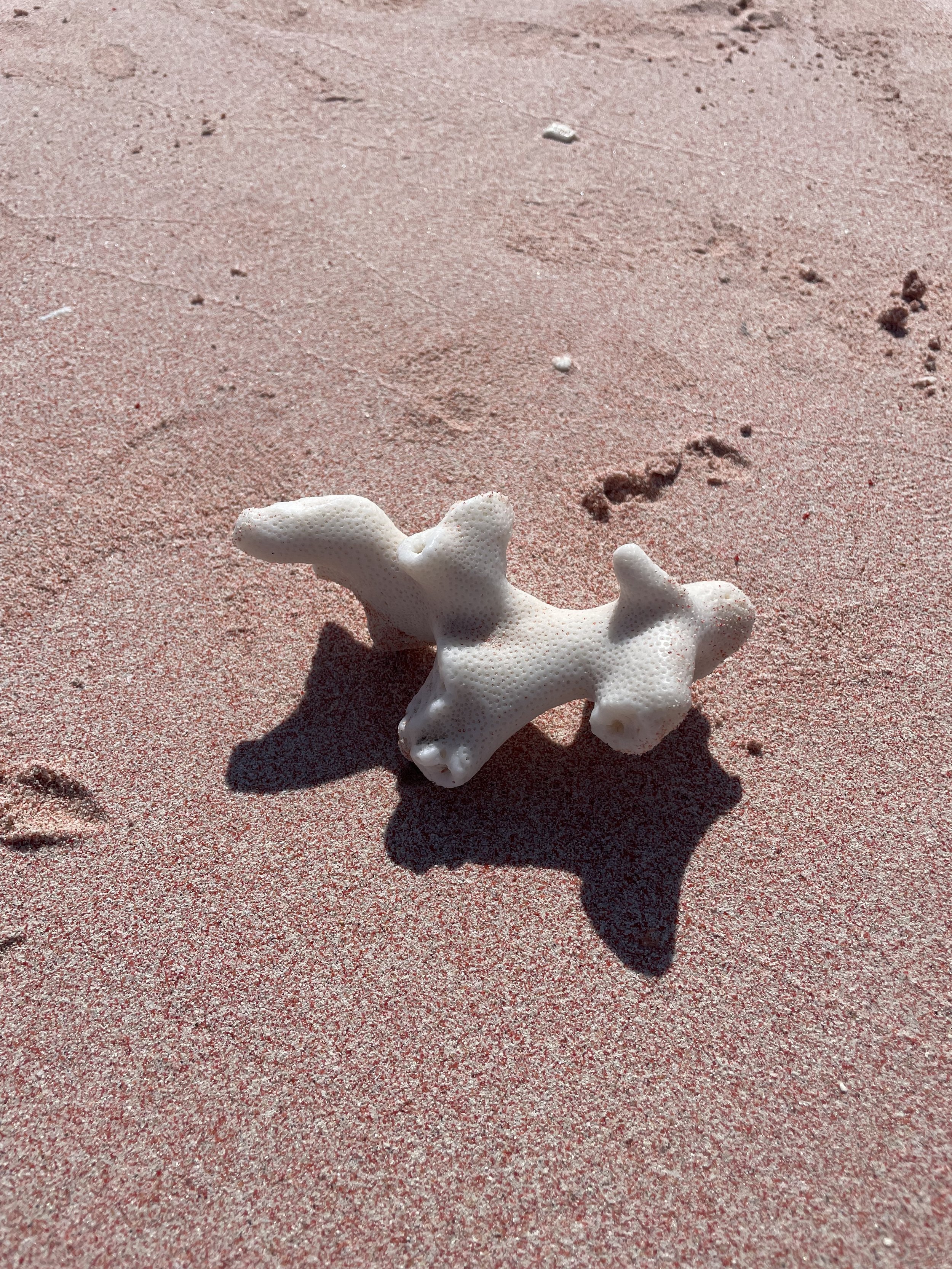 white coral on a pink beach