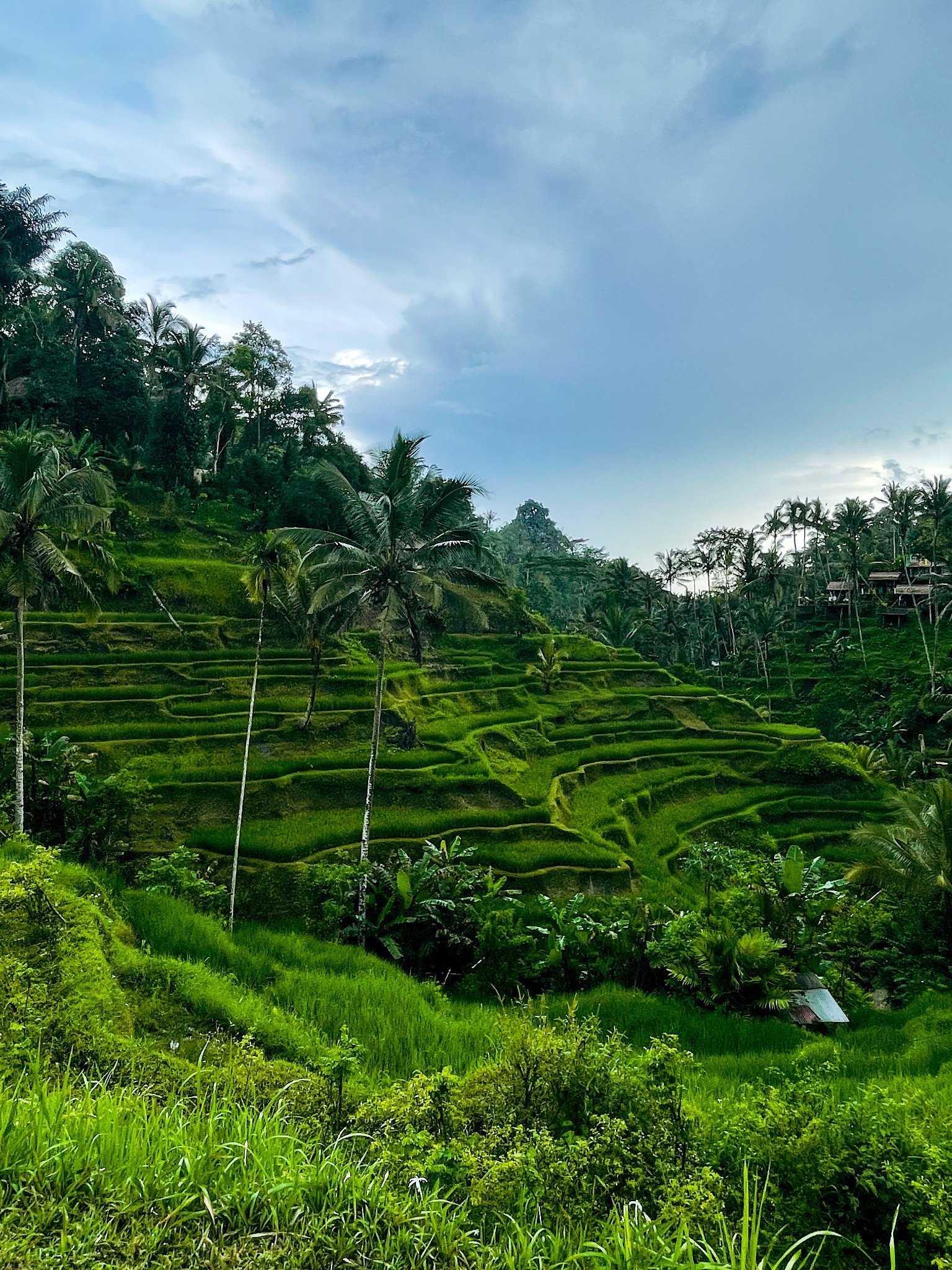 Telelalang Rice Terrace in Ubud!