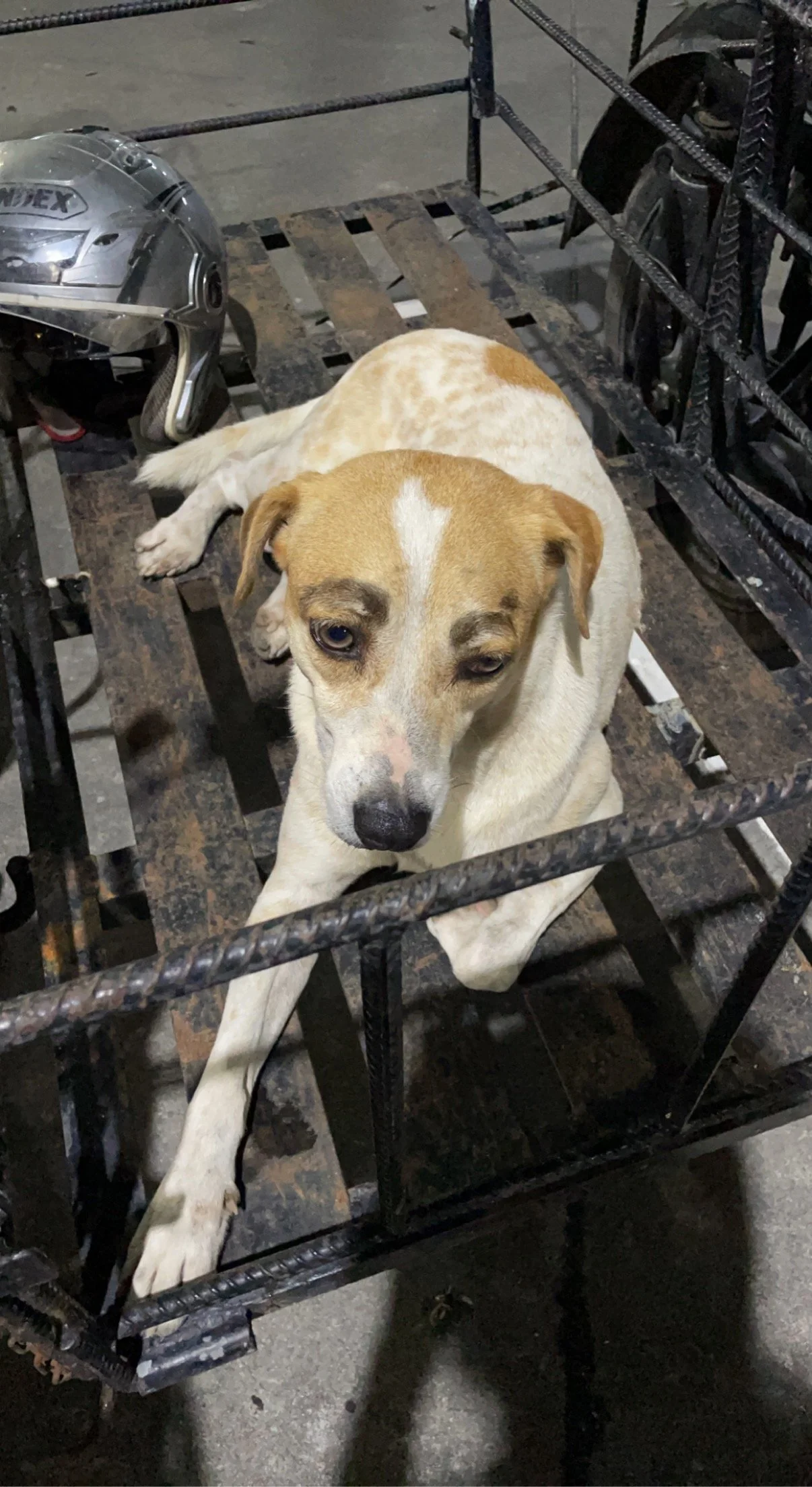 someone drew eyebrows on their dog lamo.jpeg