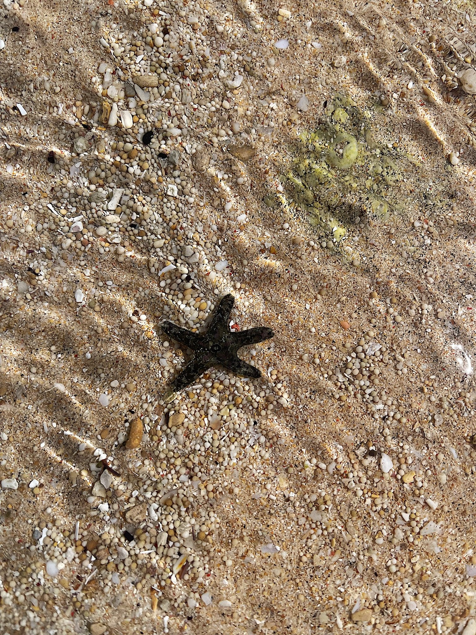 Patrick Star, is that you?