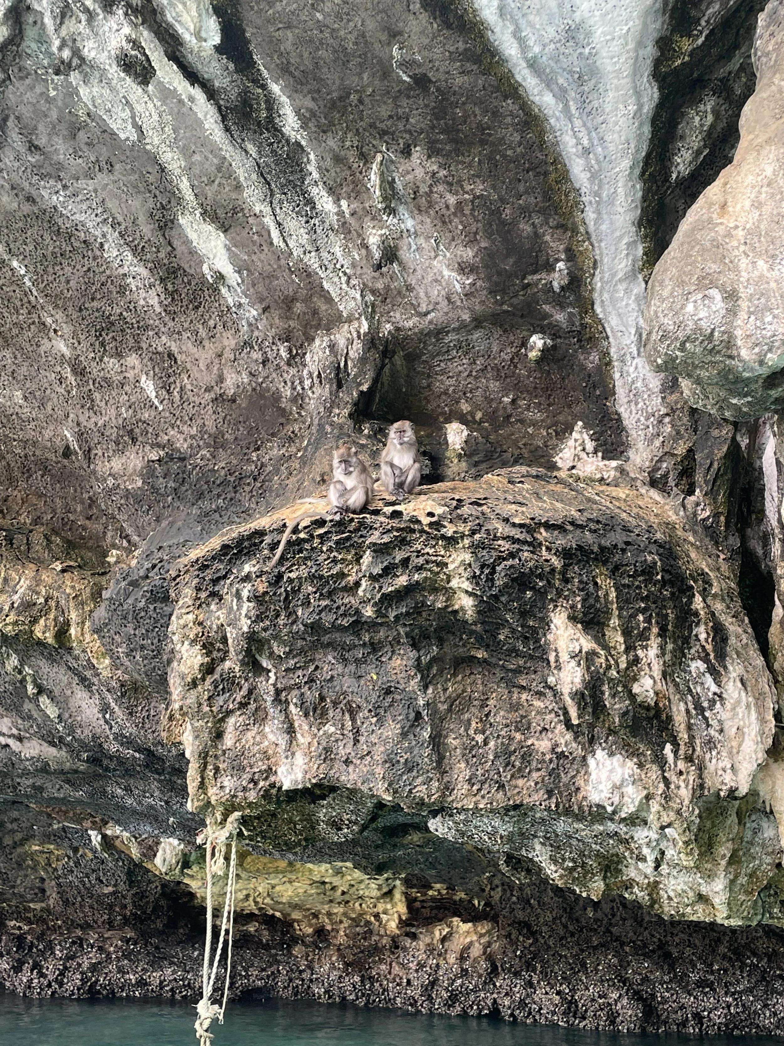 monkeys in thailand.jpeg