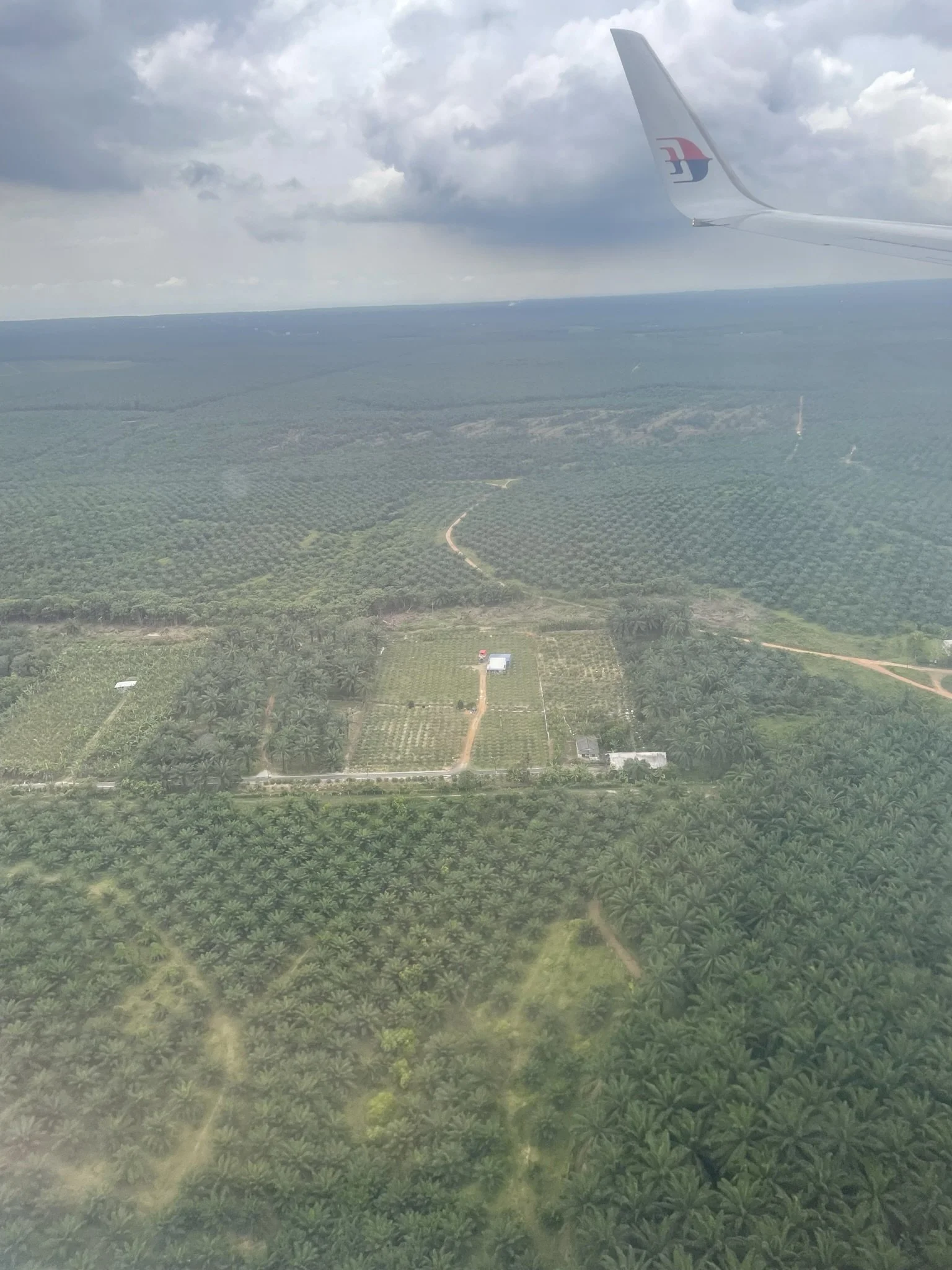 the palm tree lineup.jpeg