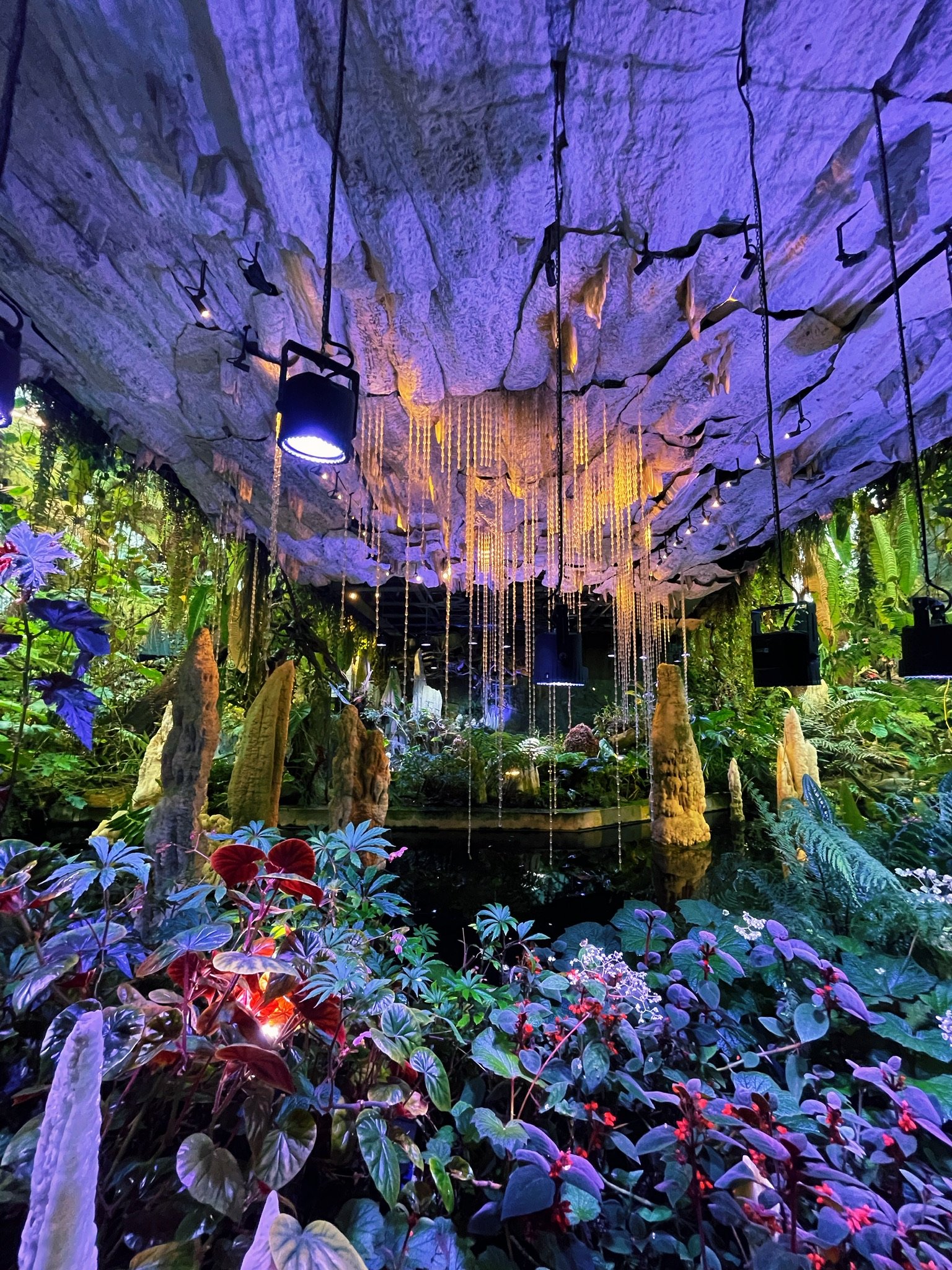 Cloud Forest