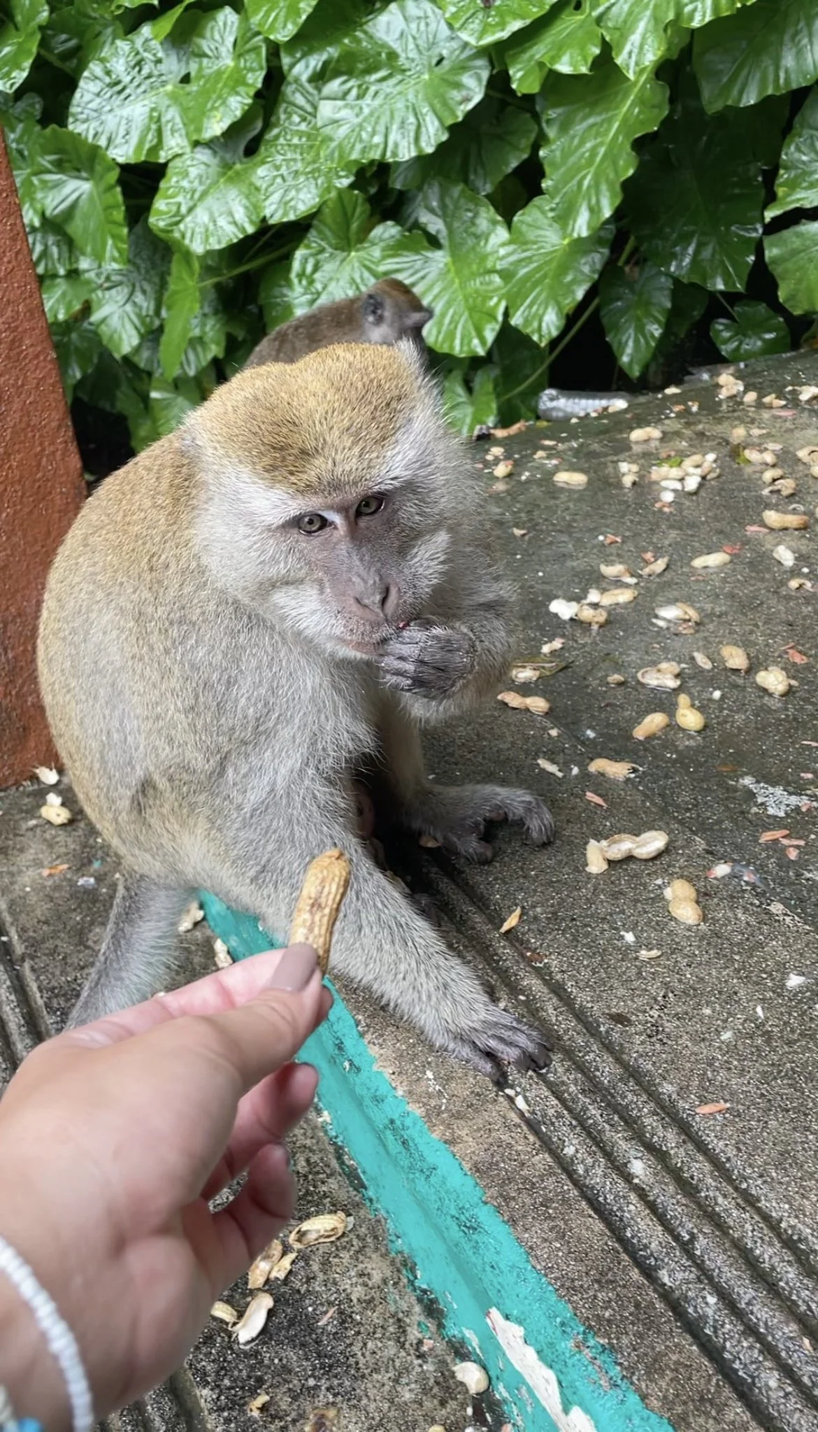 my monkey friends .jpeg