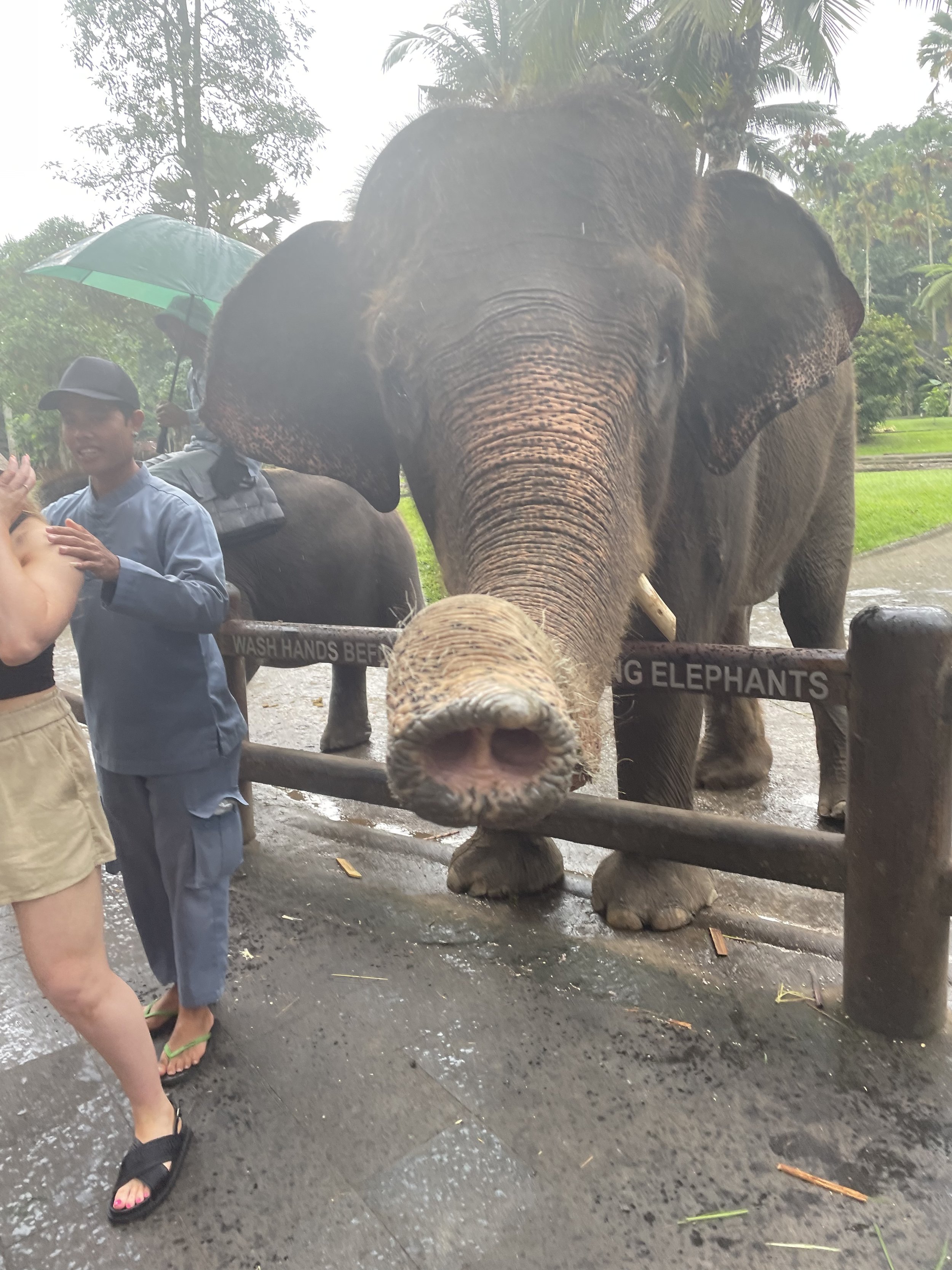 #elephante