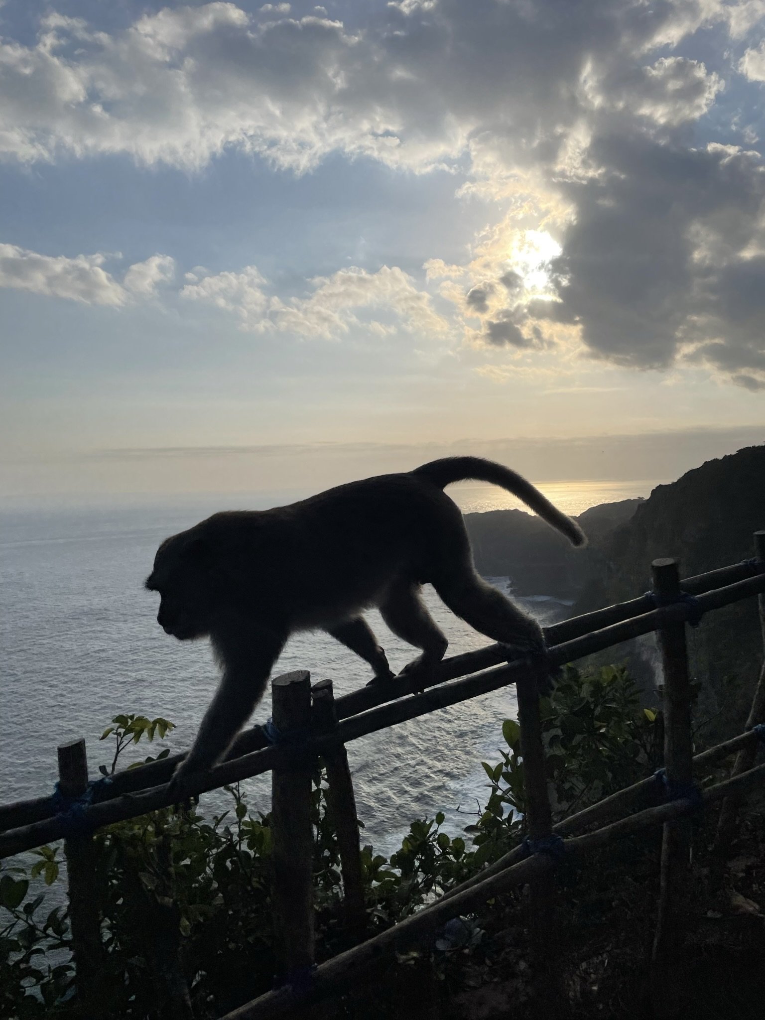 It's Curious George!