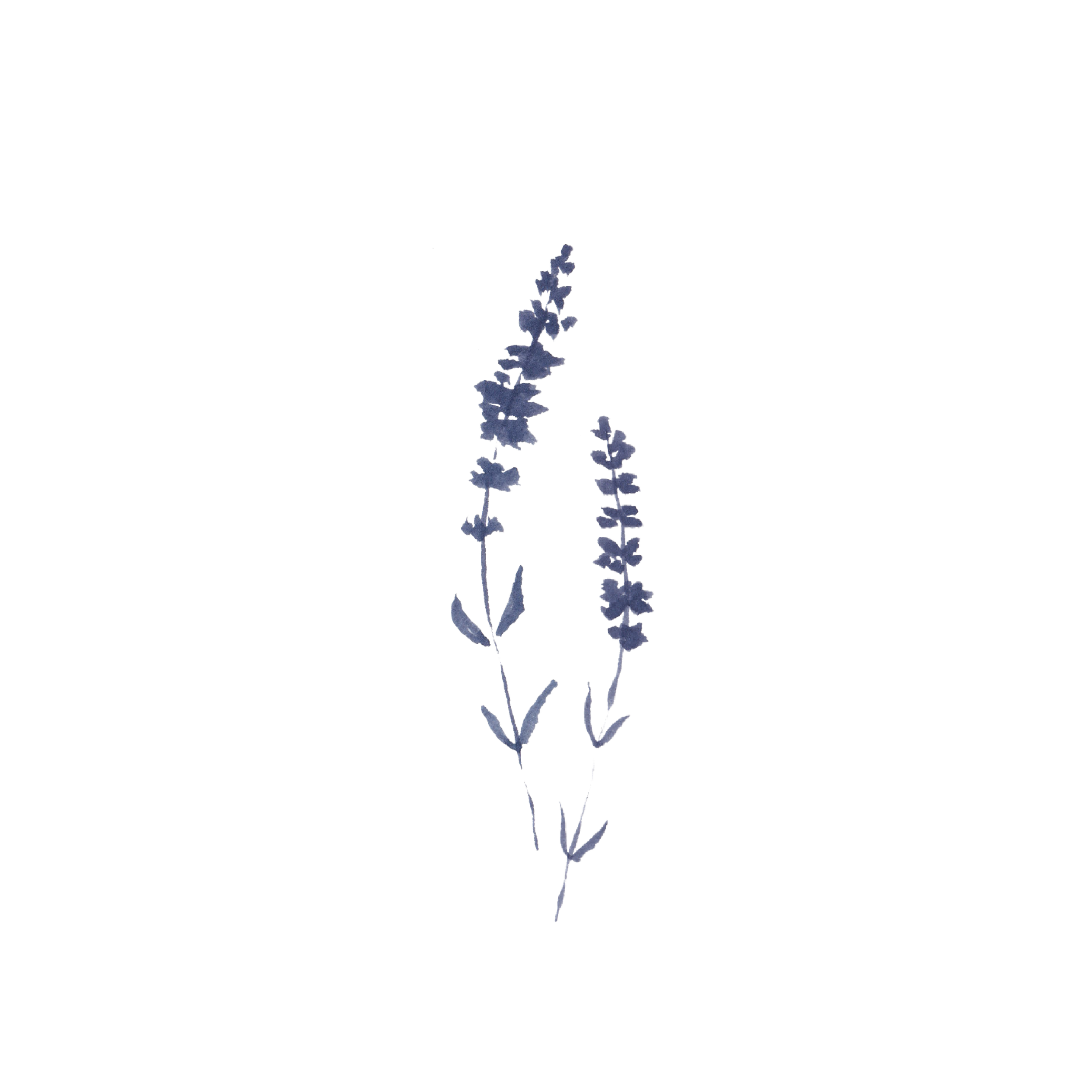 lavender_arranged_clean.png