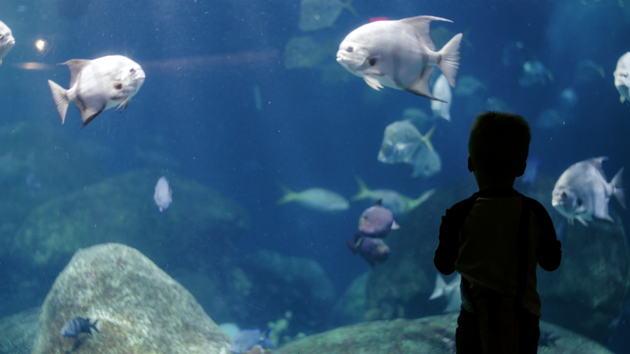 A child observing marine life in an aquarium, used as a human-centred visual within a branded documentary about future environments and experience.