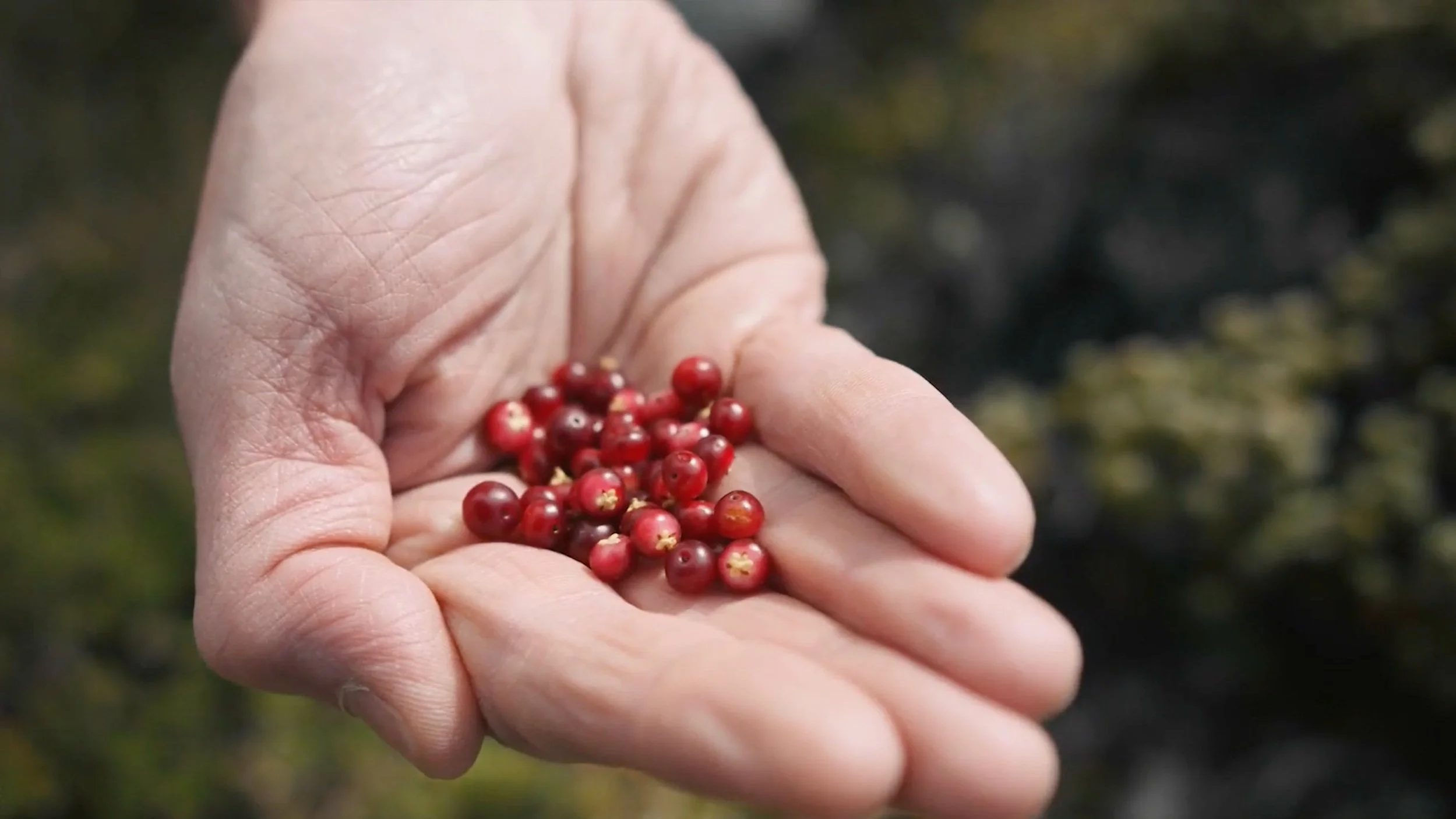 Hand holding freshly foraged wild berries in the Falkland Islands filmed for Connecting The Falklands, a branded documentary about small businesses for Square and Mastercard