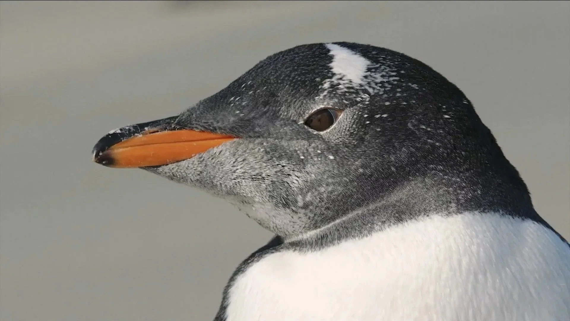 Square Connecting the Falklands