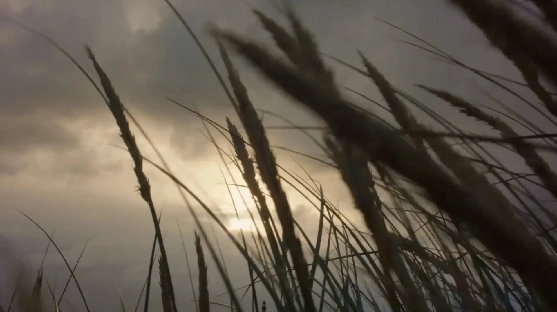 Wild tussock grass blowing in the wind against a stormy sky — 16mm film
still from the Falkland Islands, Connecting The Falklands branded
documentary for Square and Mastercard