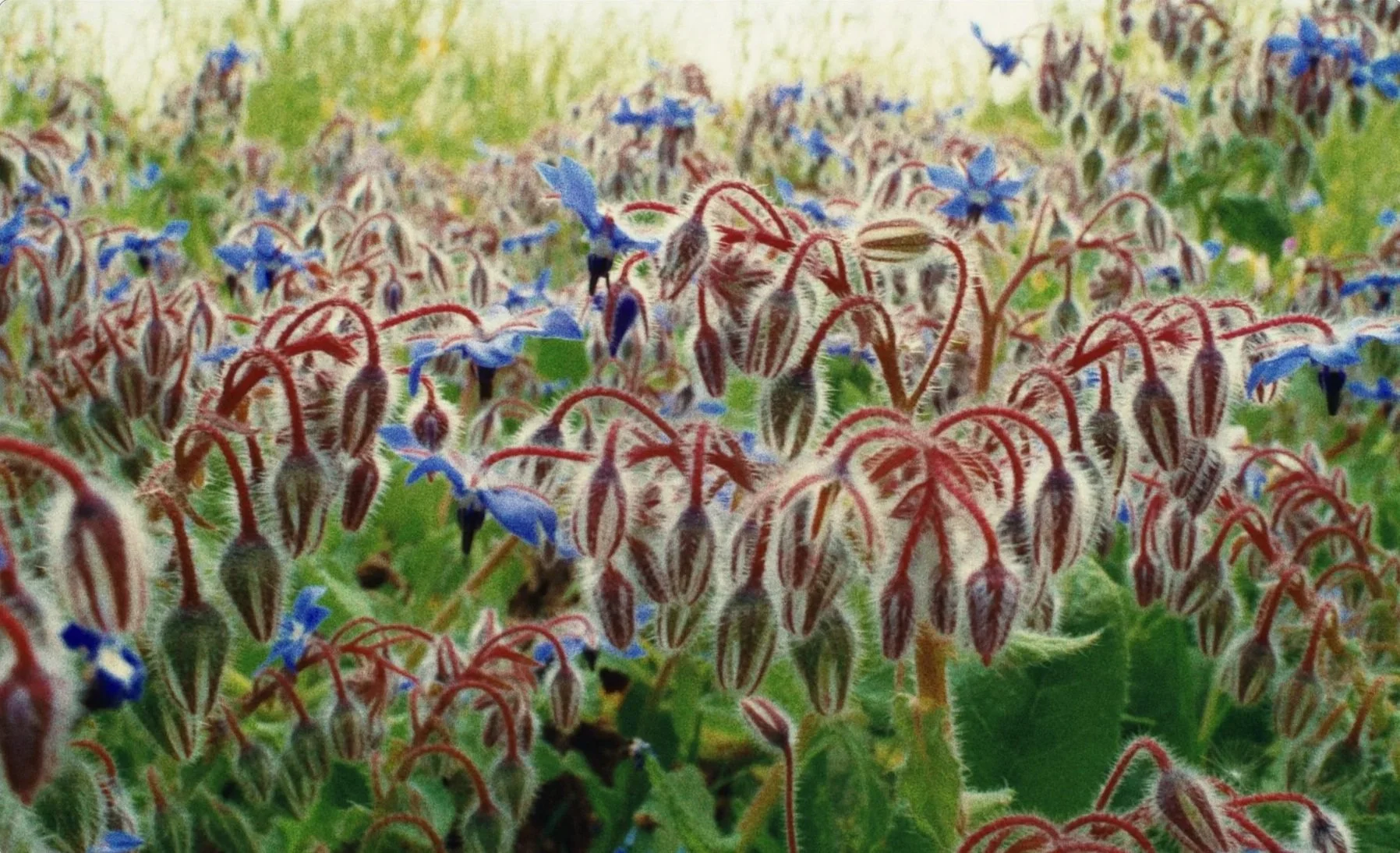 Blue borage wildflowers at NamaYasai farm Sussex, close-up 16mm film still,
Mountain x Le Doyenné documentary by James Dougan