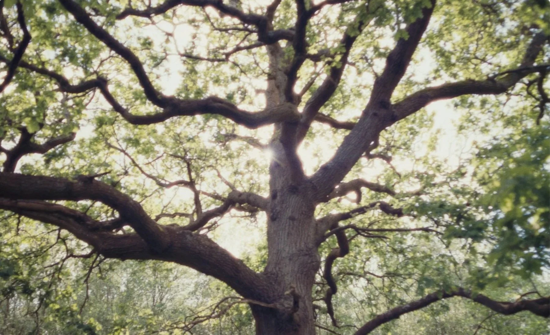 Ancient oak tree at NamaYasai farm Sussex, shot on 16mm film by James Dougan
for Mountain x Le Doyenné documentary