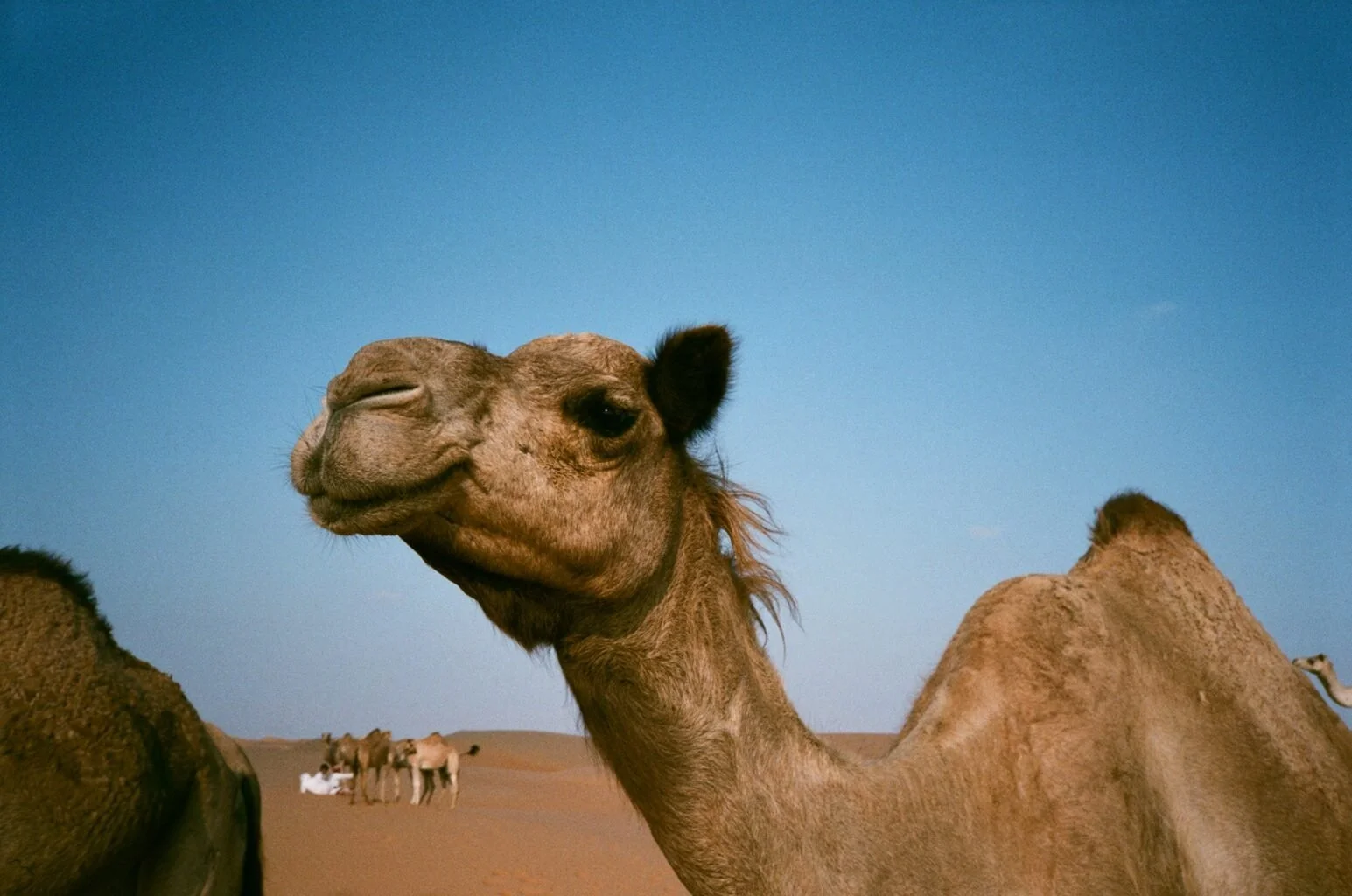 Oman camel on analogue film, captured during 
documentary shoot across Oman for the Across the Ages Museum, James
Dougan