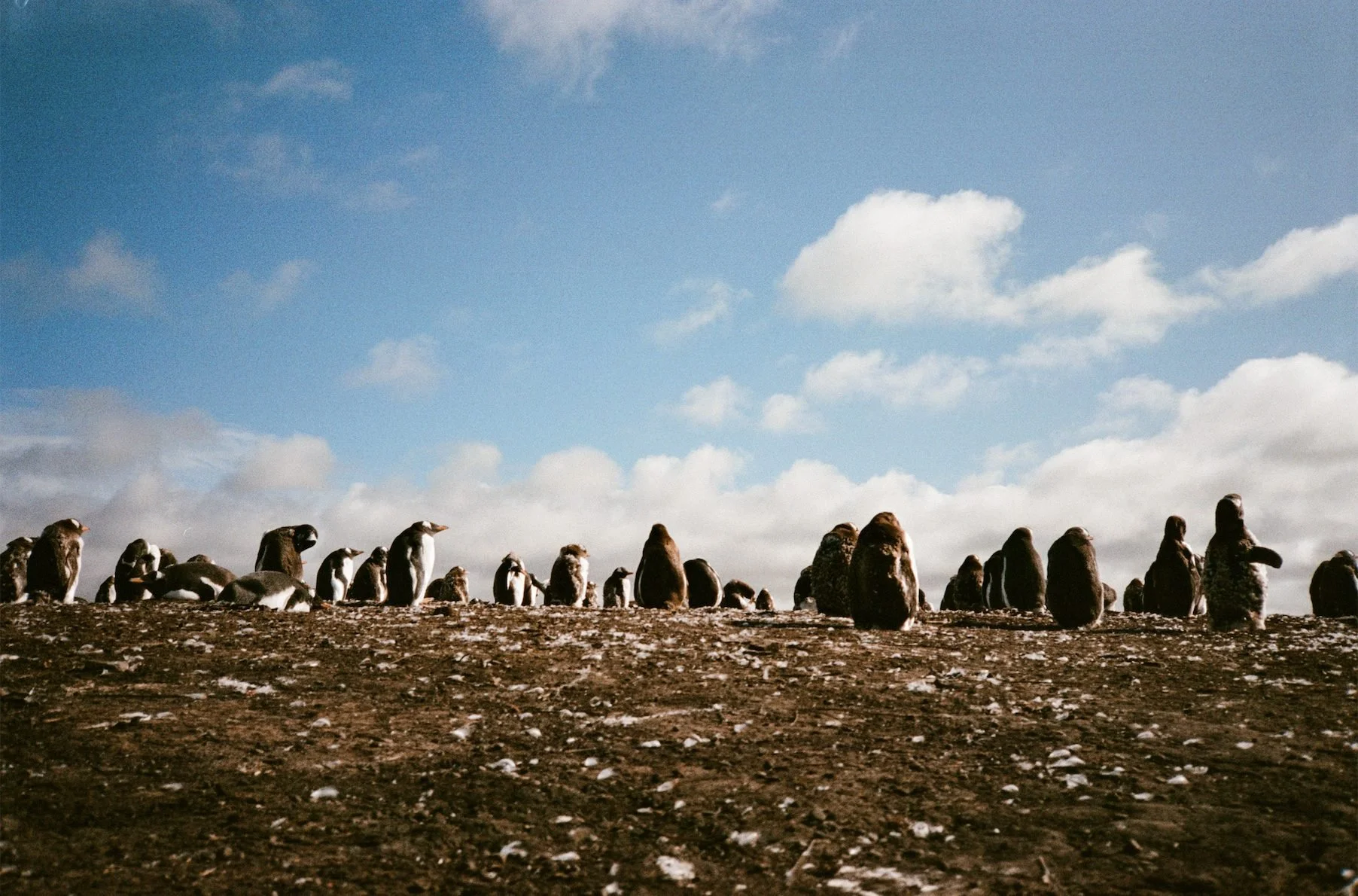 King penguin colony in the Falkland Islands — filmed for Connecting
The Falklands, a branded documentary for Square and Mastercard