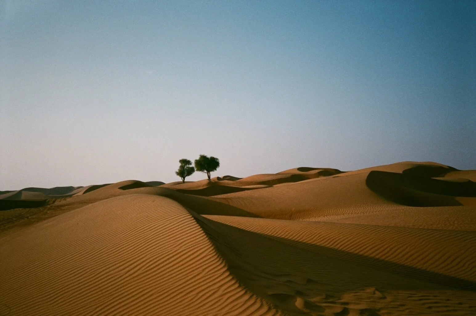 Oman empty quarter two trees on sand dunes on analogue film, shot during five-week location production for Oman Across the Ages Museum documentary by James
Dougan