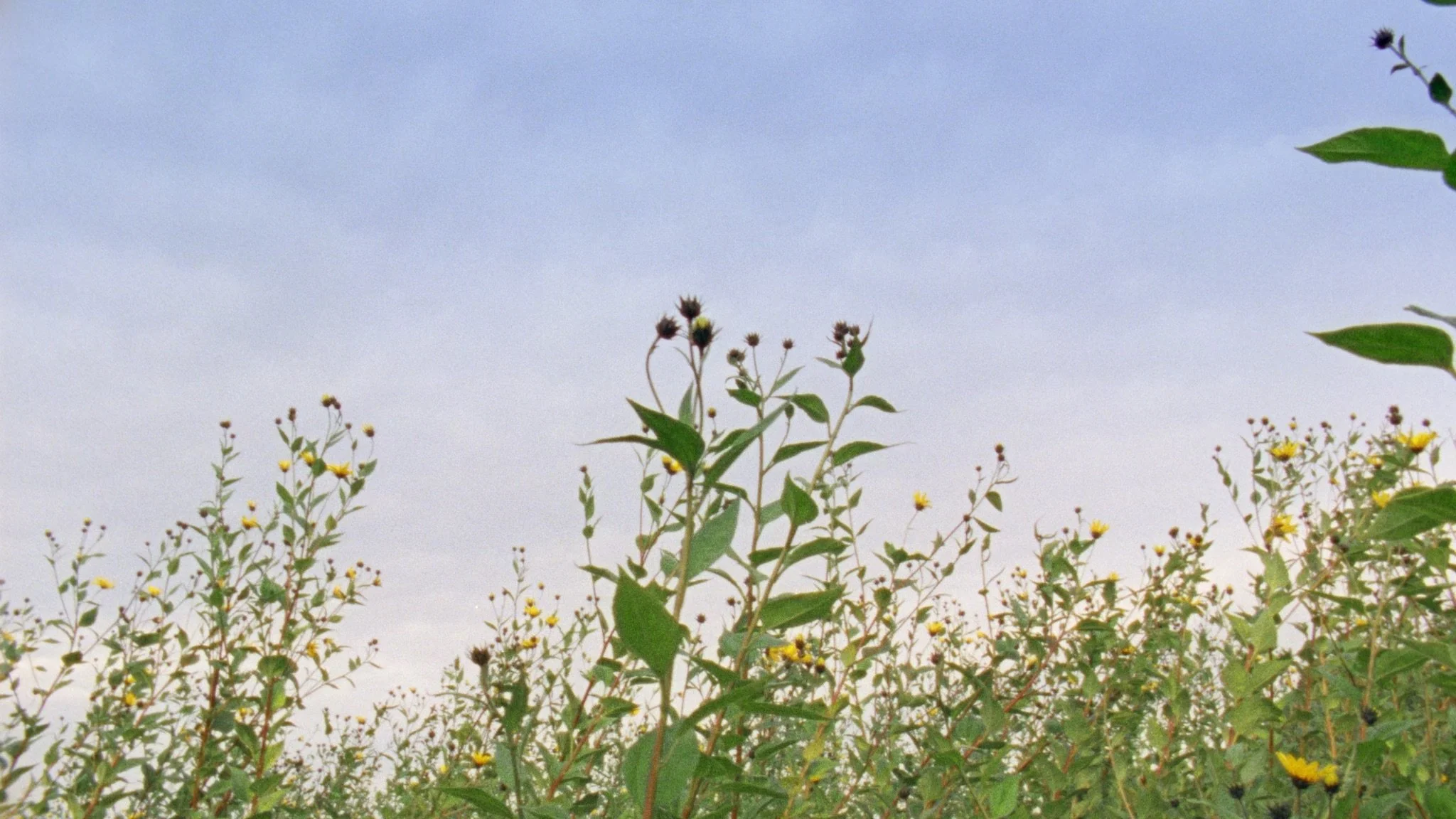 Wild plants growing in open land, filmed as part of a documentary exploring natural food sources.