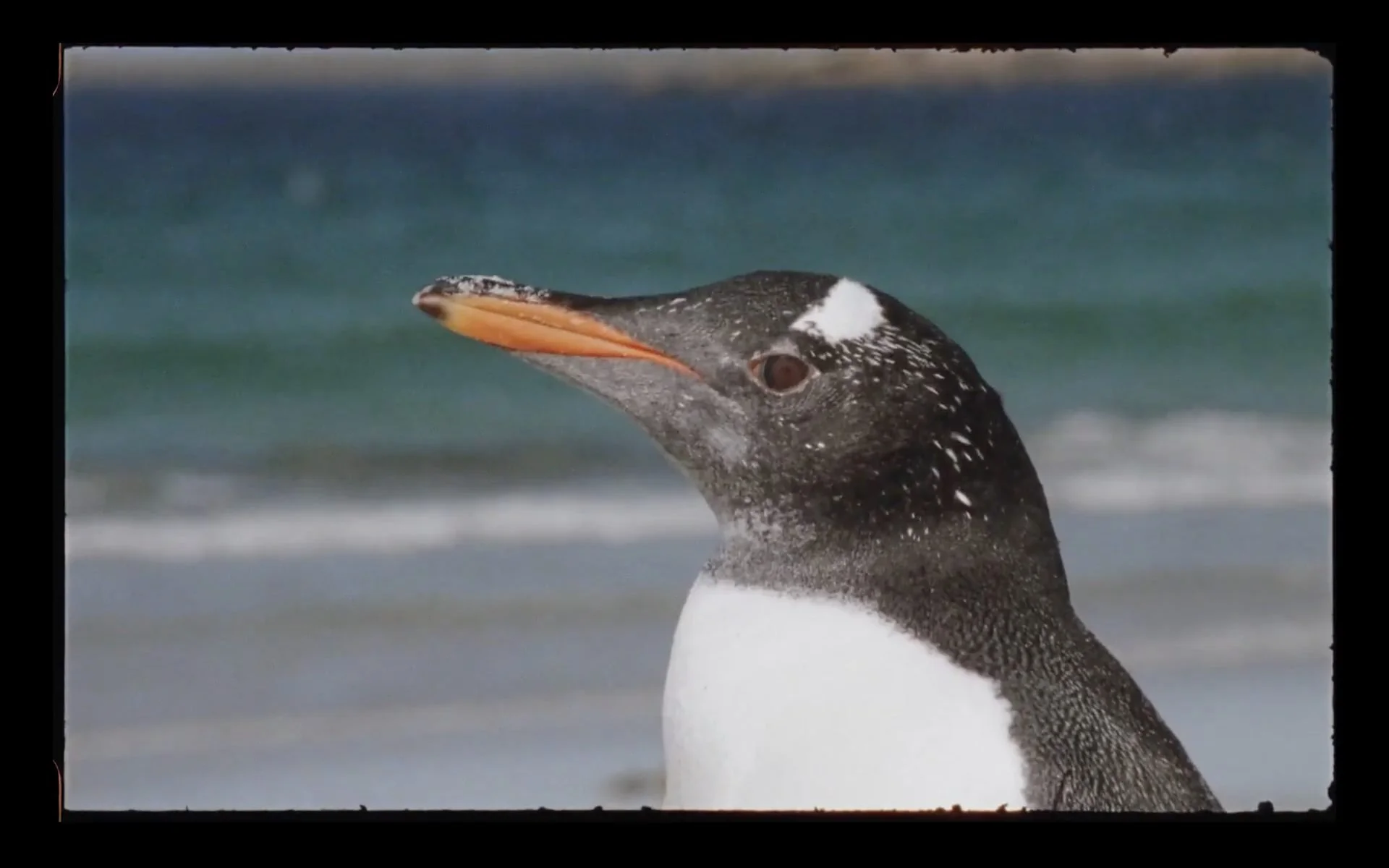 Close-up portrait of a Gentoo penguin with the South Atlantic ocean in
the background — Falkland Islands wildlife filmed for Connecting The Falkands