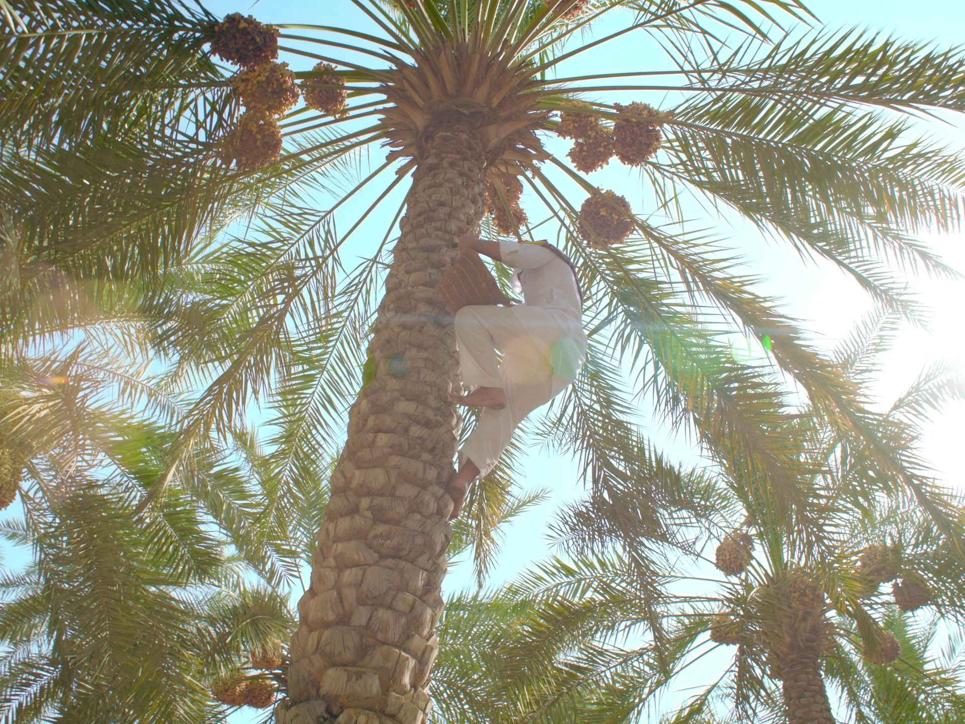 A farmer climbs a date palm tree during harvest season in the Al-Ahsa oasis, Saudi
Arabia - shot looking up against a bright blue sky with clusters of dates overhead