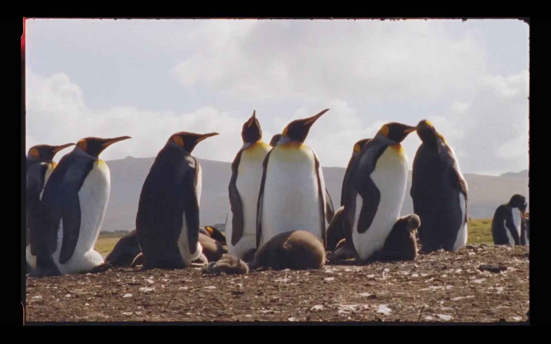 Group of King penguins with a chick in the foreground on the Falkland
Islands moorland — wildlife filmed for Connecting The Falklands,