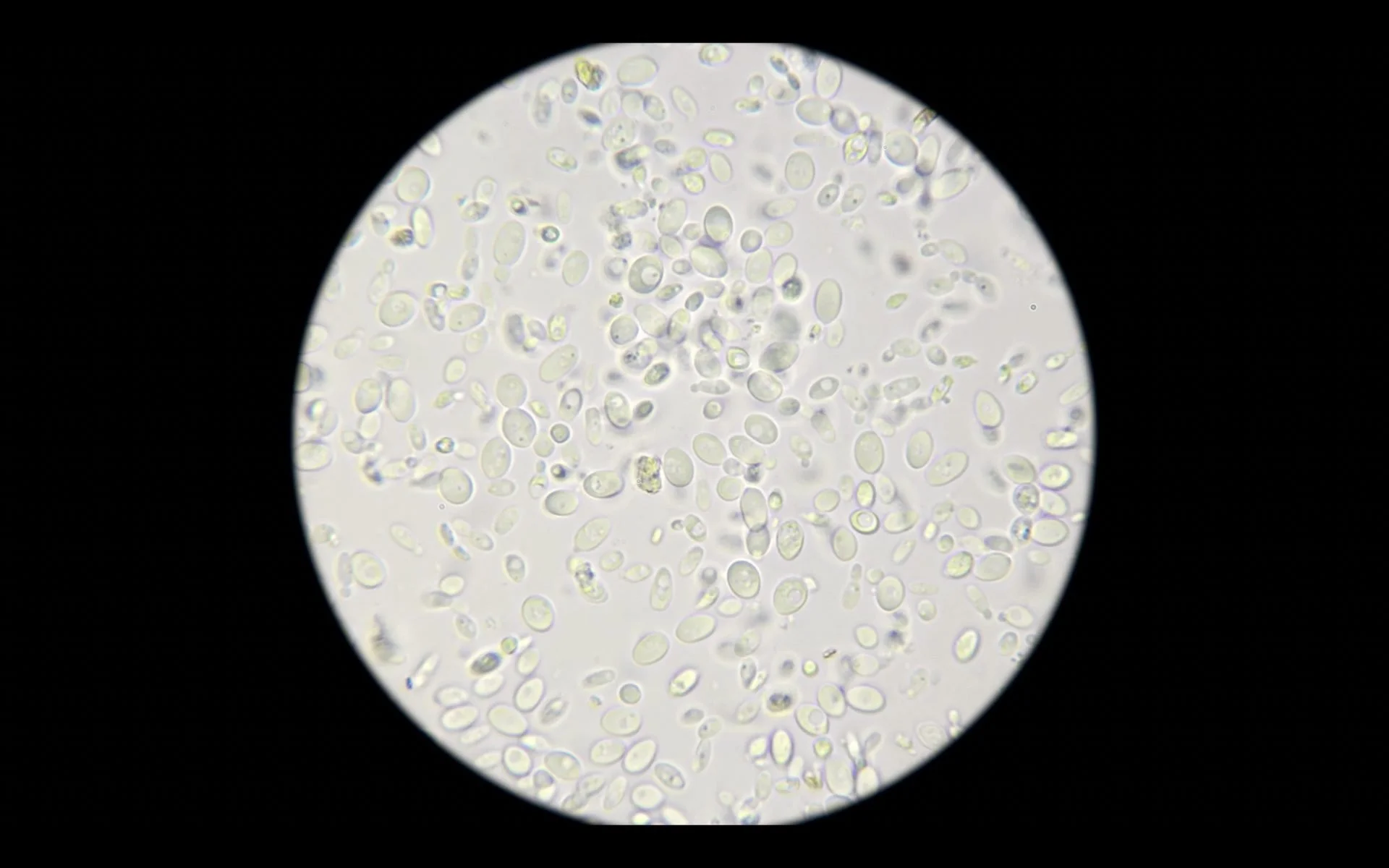 Microscopic scientific imagery used in Oxford North mixed media branded documentary