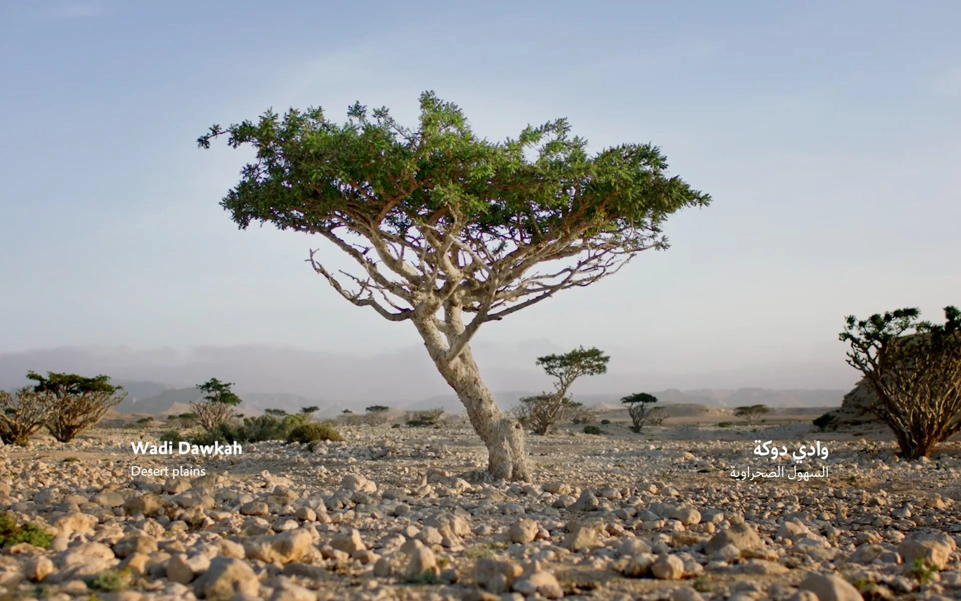 Oman Frankincense Tree cinematic Oman across the ages 