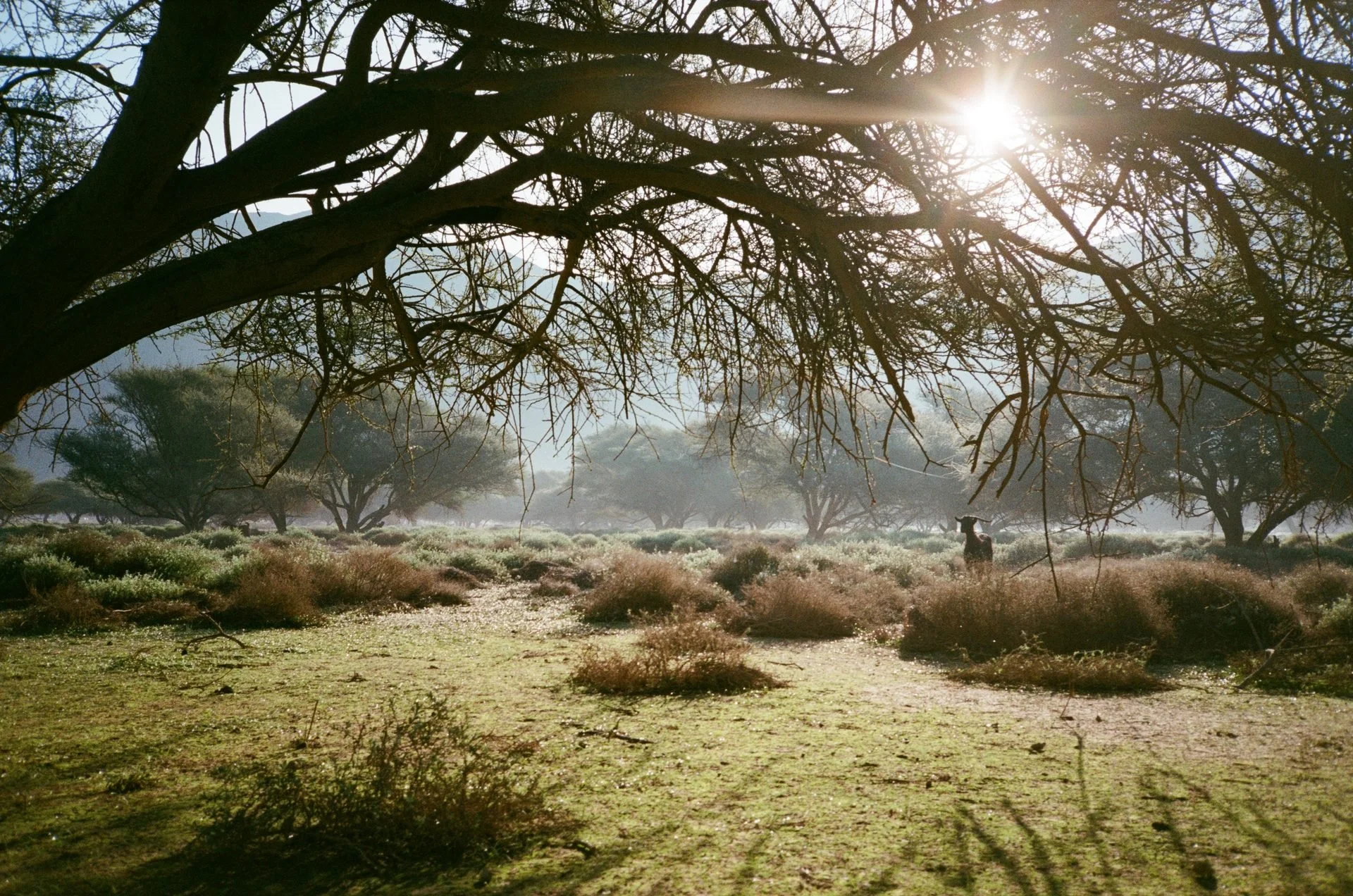 Oman landscape photographed on 35mm analogue film during five-week
shoot for Oman Across the Ages Museum documentary, creative direction by
James Dougan