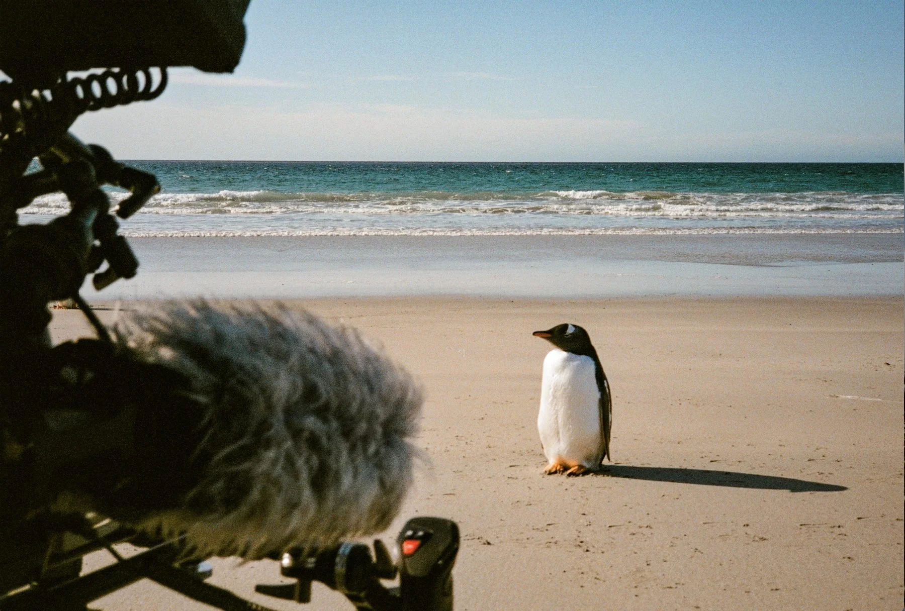 Behind the scenes — camera equipment in foreground with a Gentoo
penguin standing on a Falkland Islands beach, filmed on 16mm for Connecting the Falklands