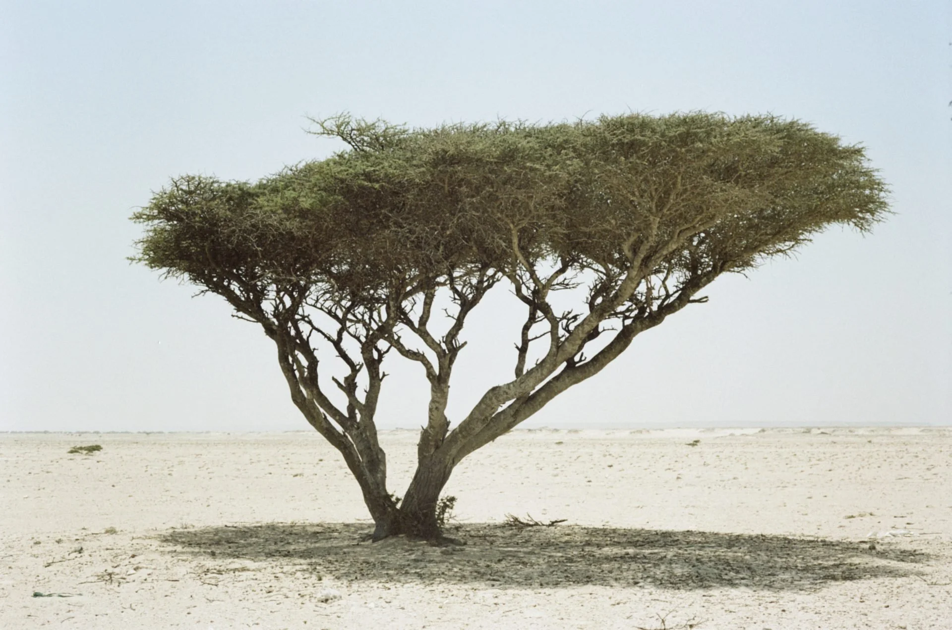 Omani wilderness shot on 35mm analogue film during five-week filming
expedition for Oman Across the Ages Museum, creative direction by James
Dougan