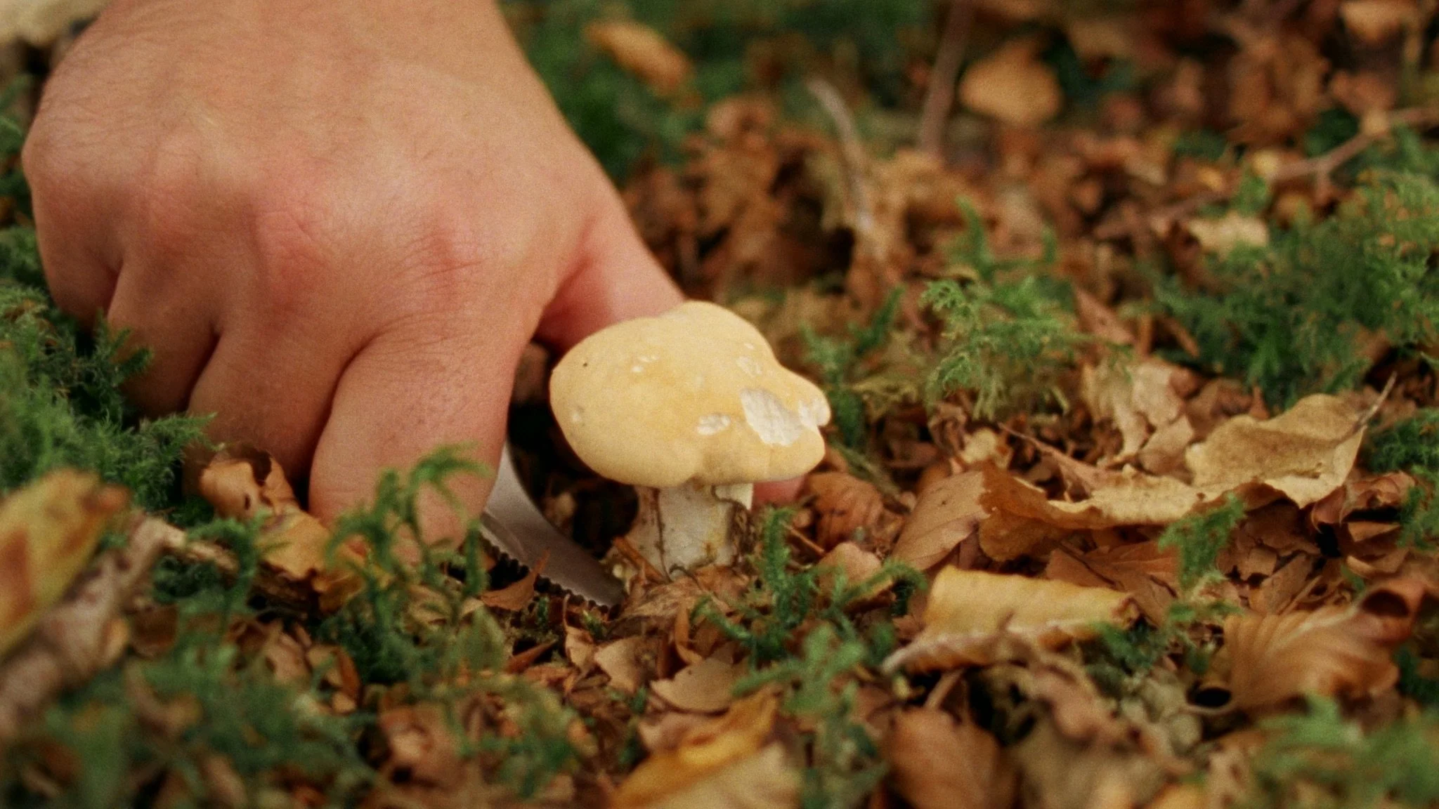 Hand foraging a wild mushroom on the forest floor, filmed for a food documentary North Wales