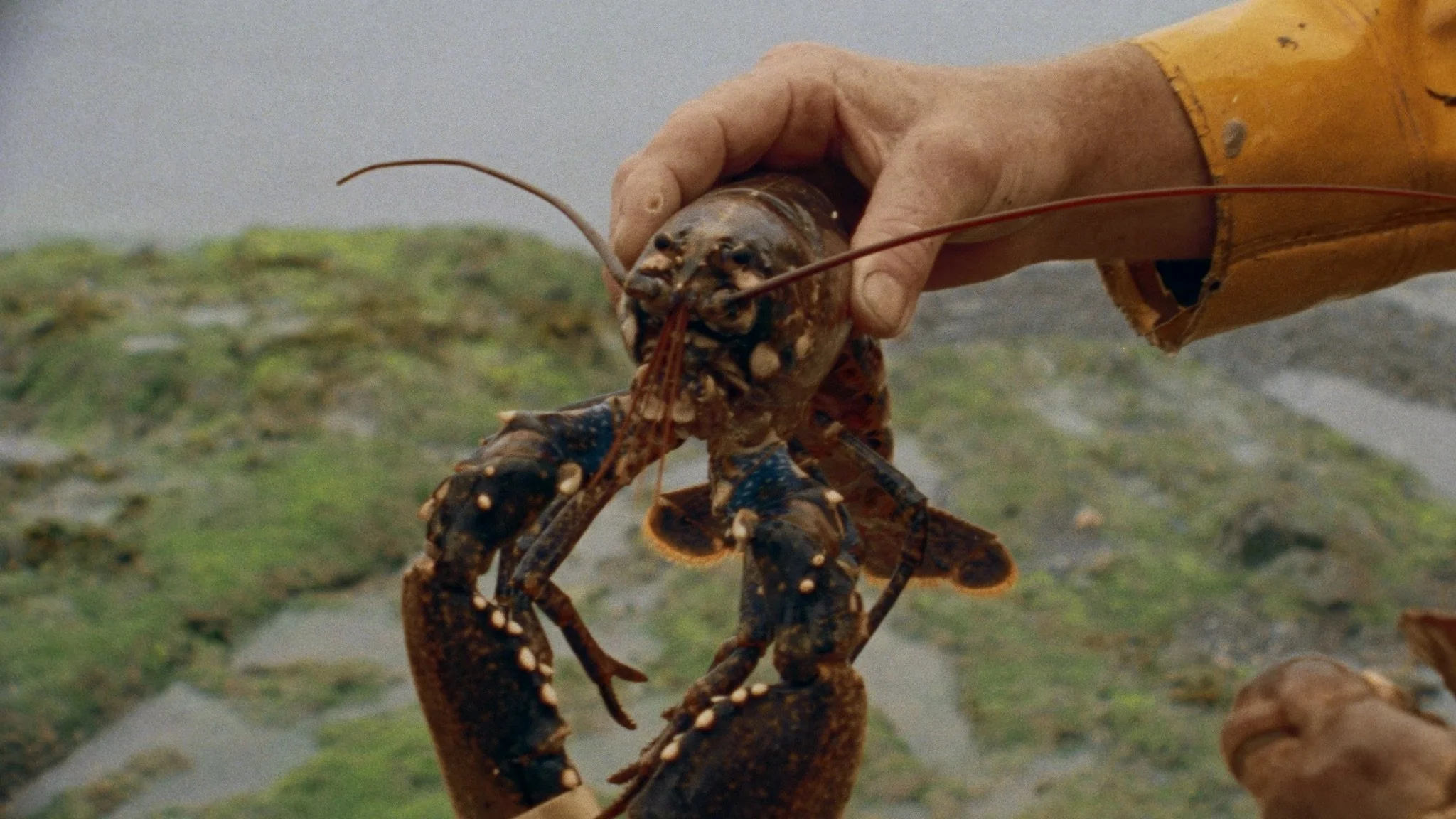Freshly caught lobster held by hand on a rocky shoreline during documentary filming