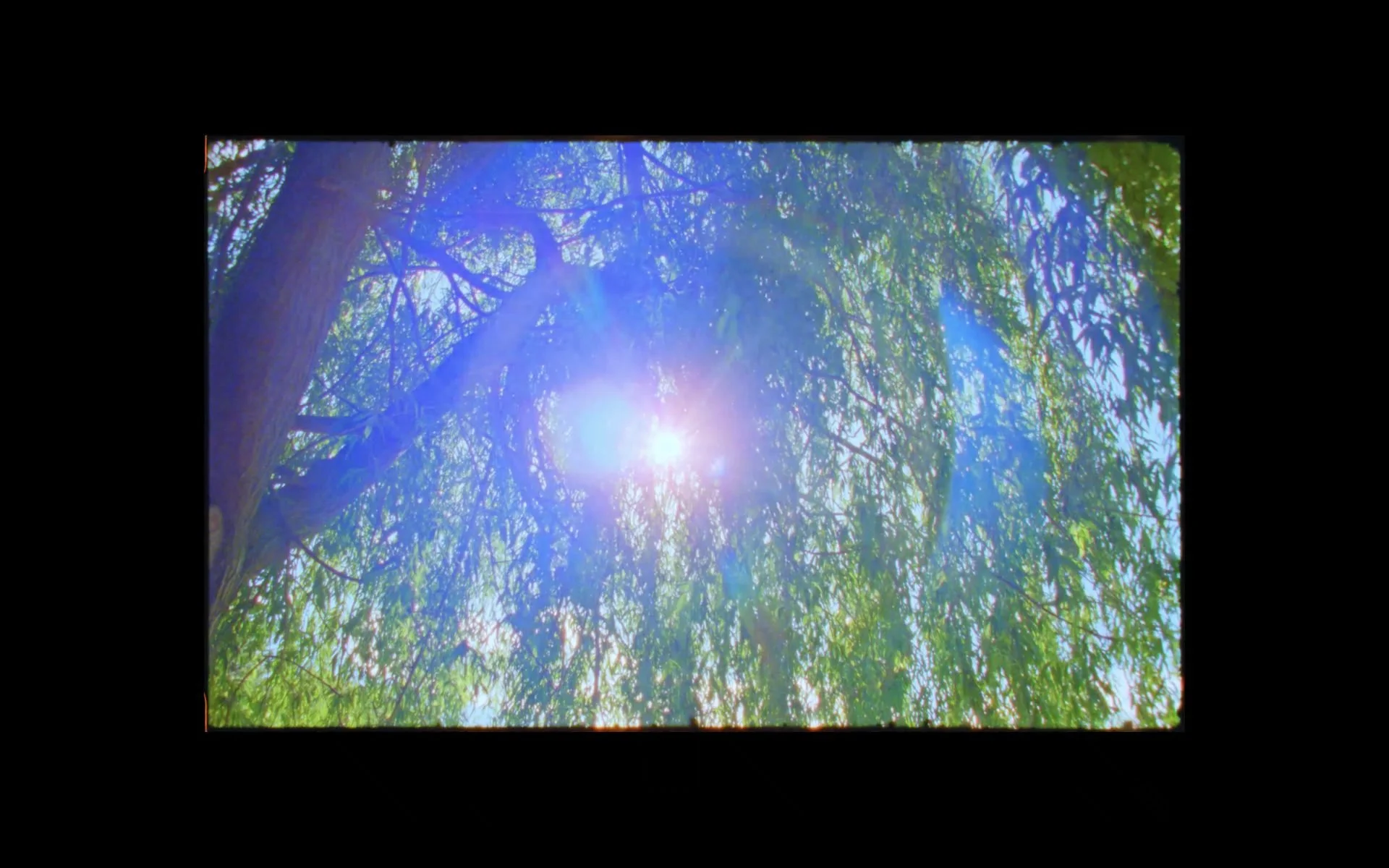 Sunlight filtering through trees on the Isle of Dogs, used as a visual pause to reflect the relationship between nature and urban development.