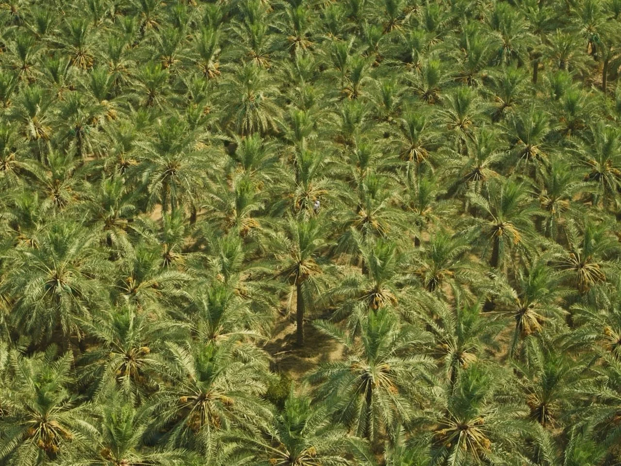 High aerial view of the Al-Ahsa oasis date palm plantation, Eastern Province, Saudi
Arabia - one of the world's largest oases and a UNESCO World Heritage site
