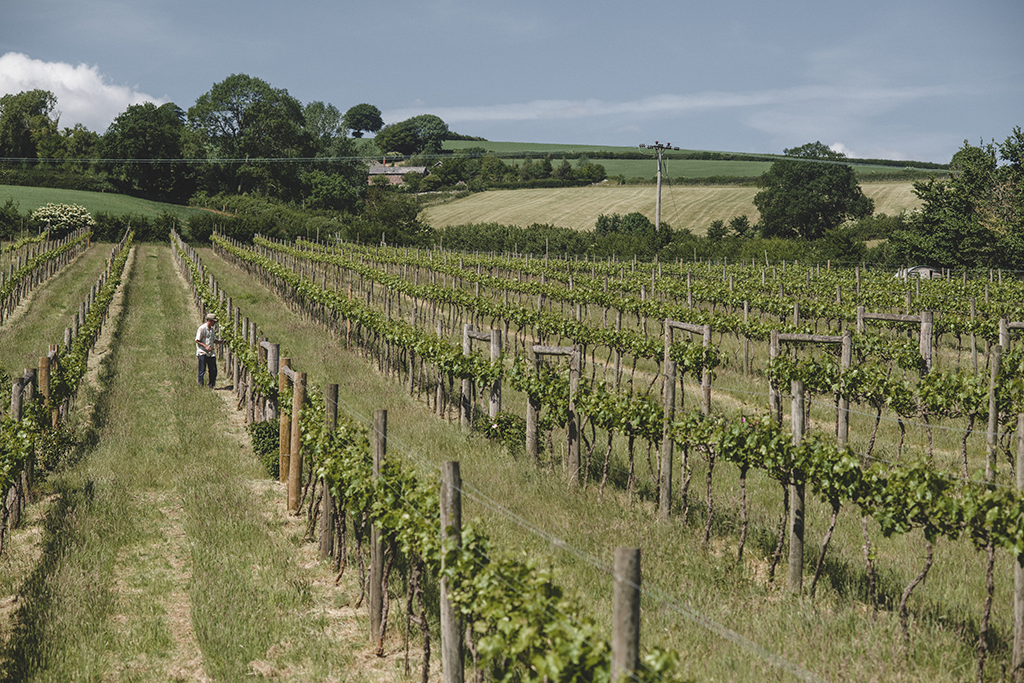 Nurturing vines for great wines