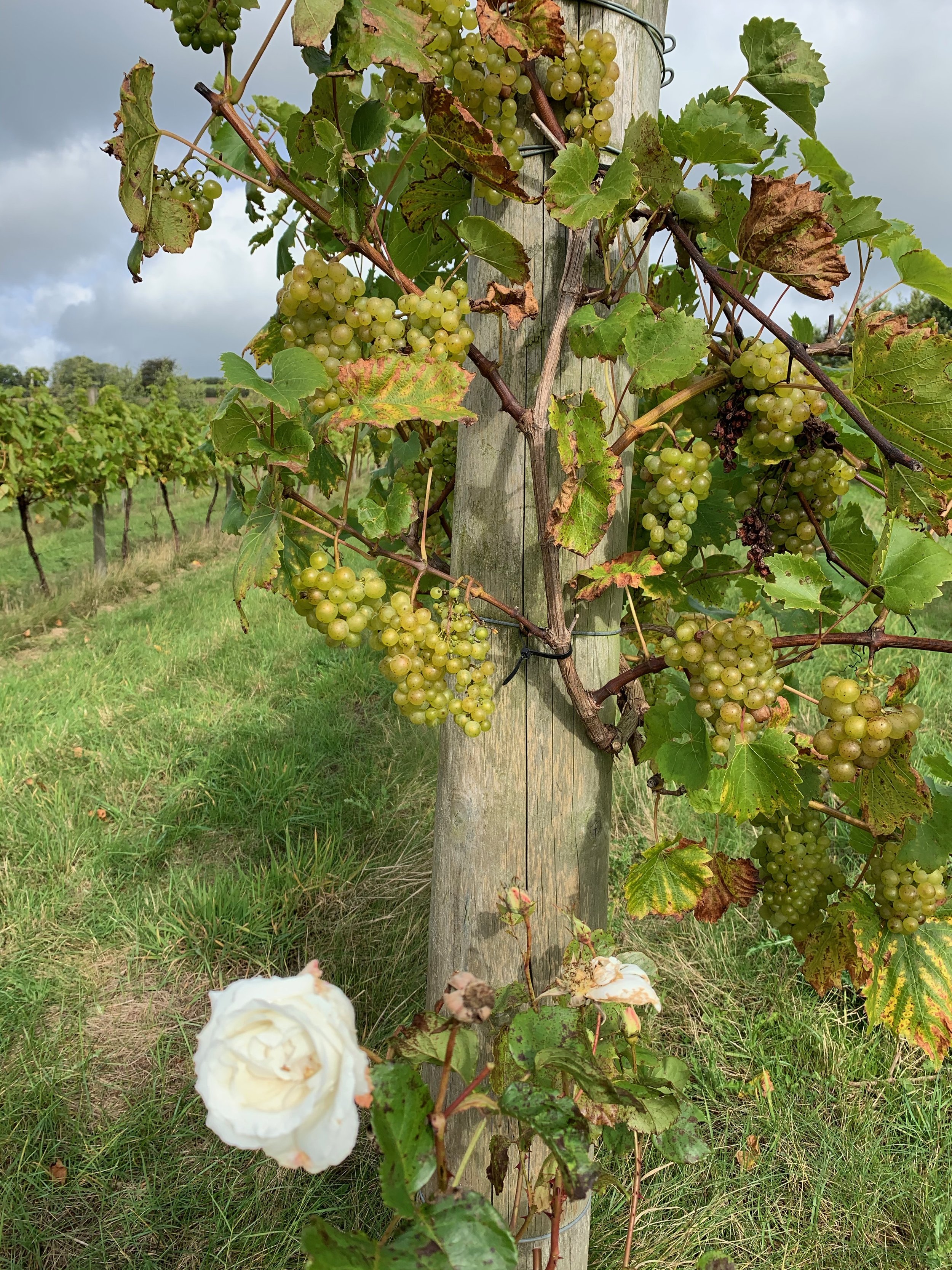 Sustainable Winemaking at Every Stage