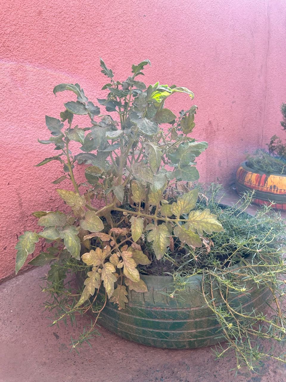Faire pousser des tomates…