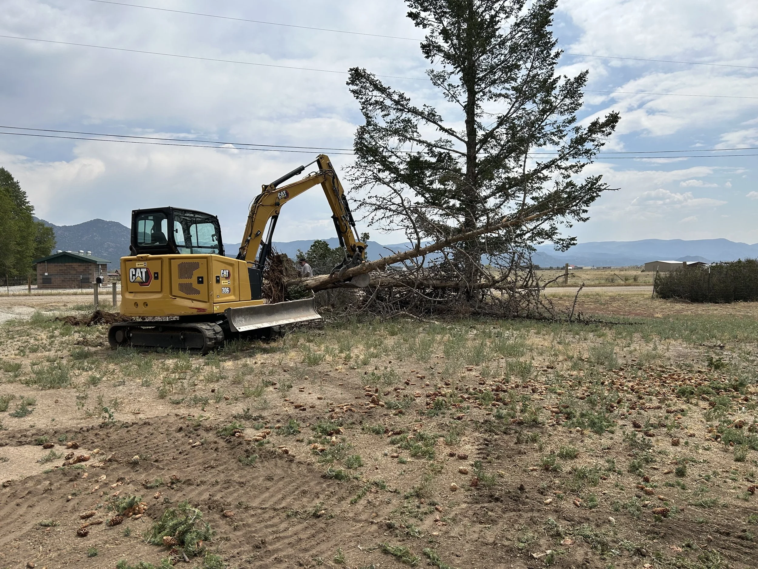 CAT mini excavator moving felled tree onto brush pile during land clearing, Franktown CO area