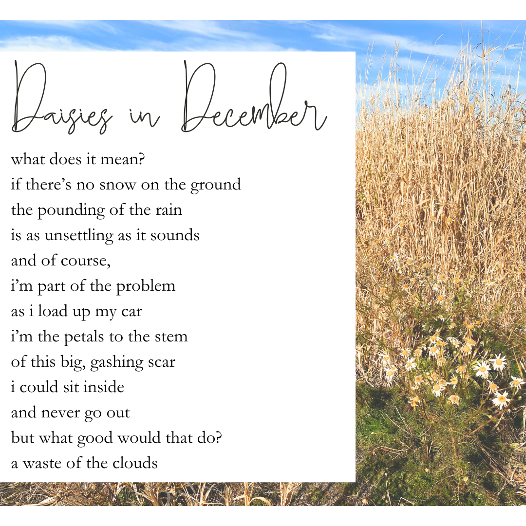 daisies in december