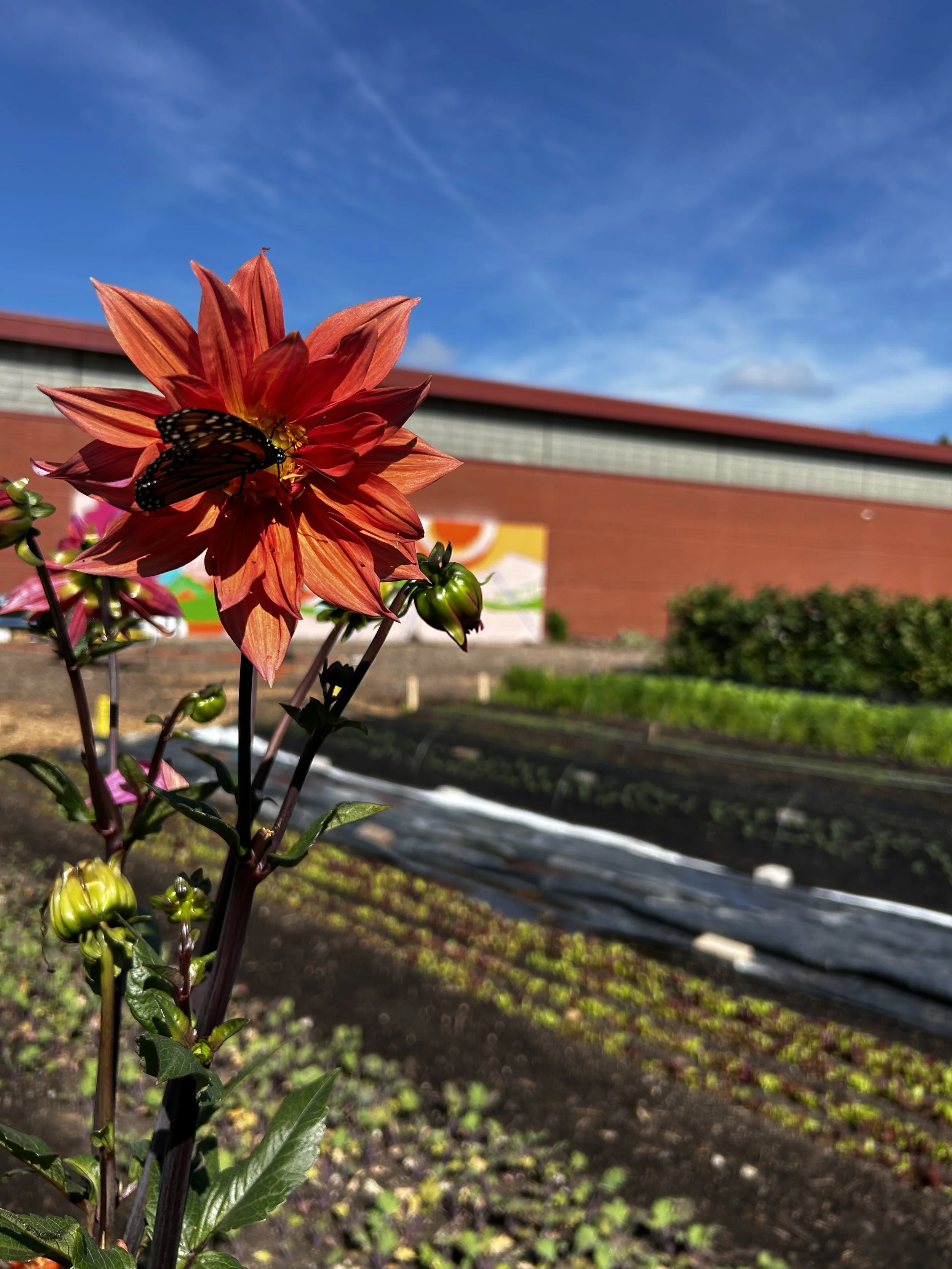 FREE WORKSHOP - DIVE INTO DAHLIAS