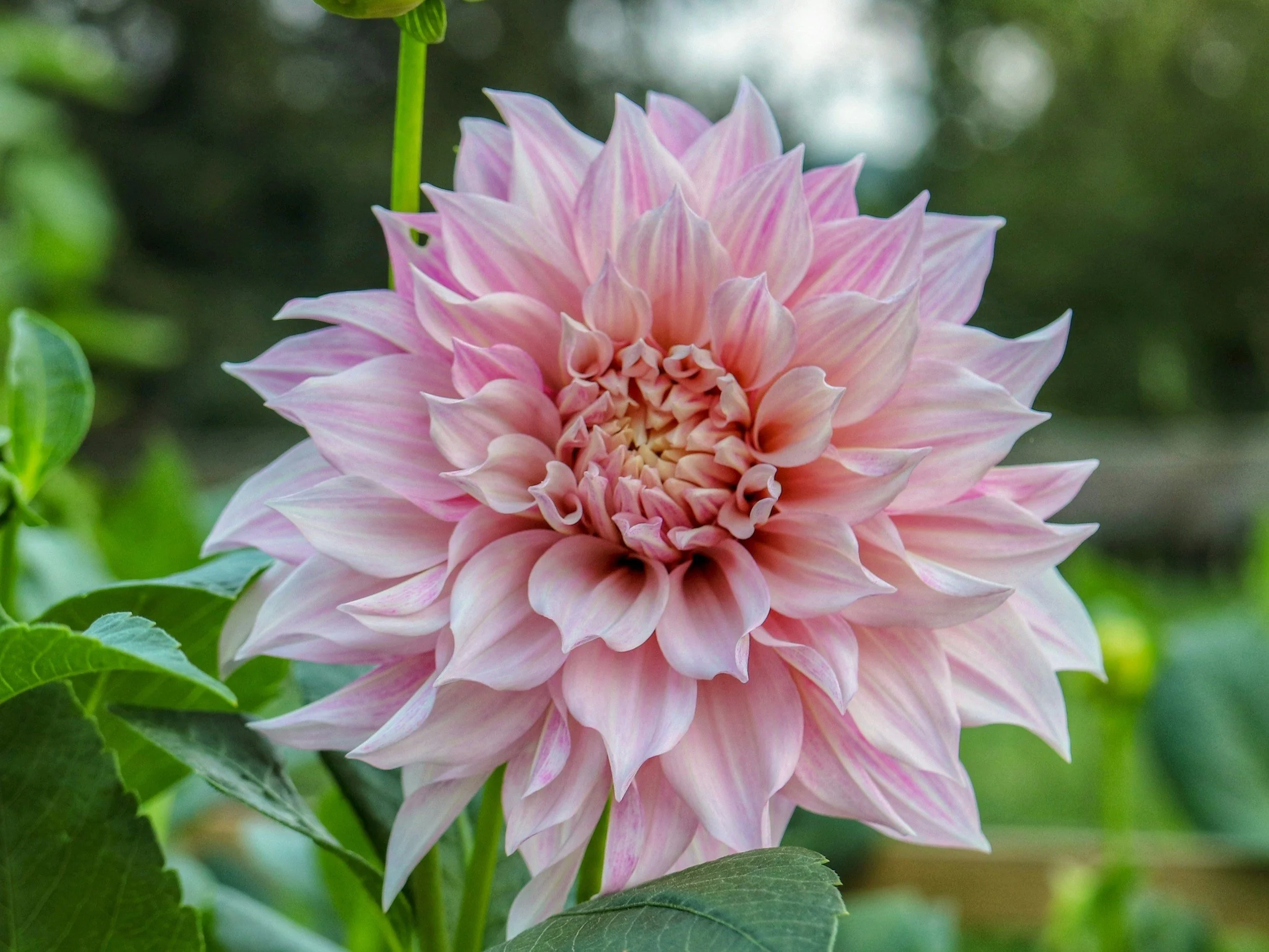 Delightful Dahlias: How to plant + grow in your backyard