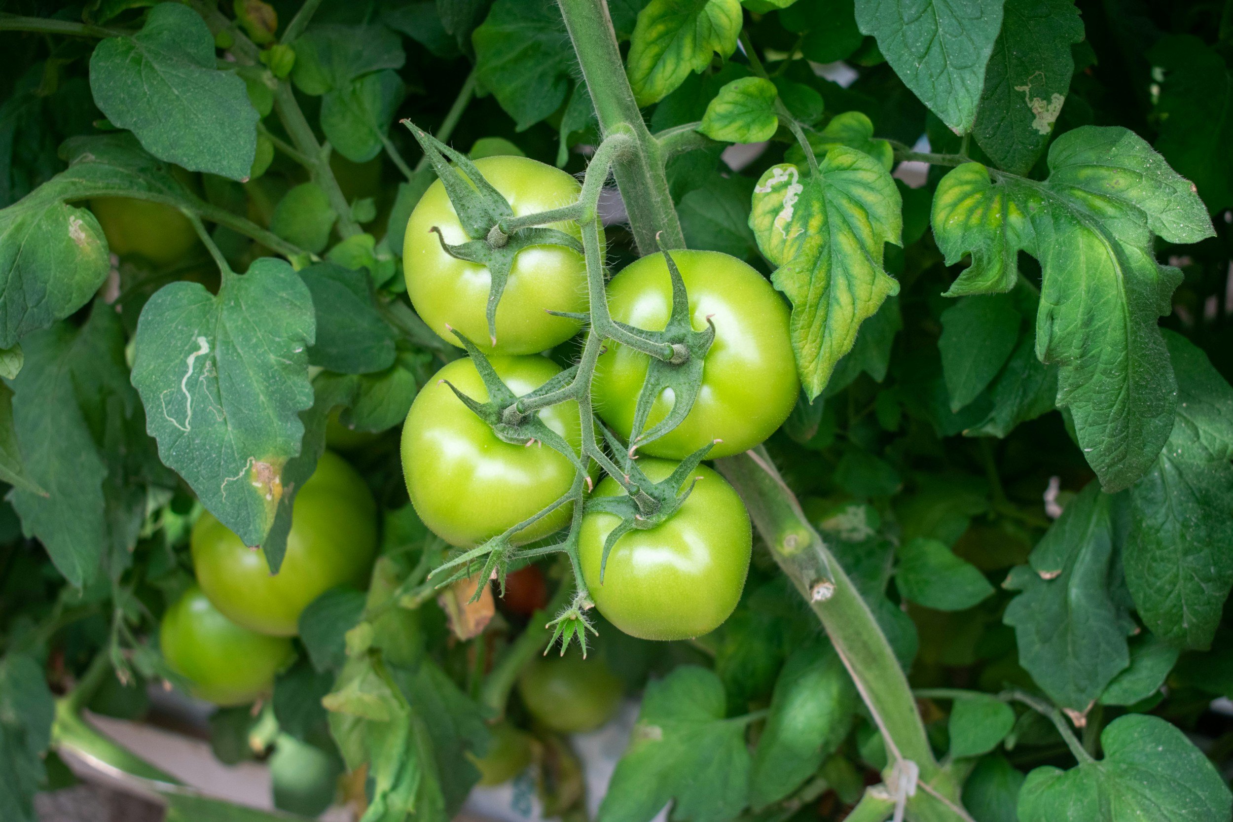 How to Prune Tomato Plants for Maximum Growth