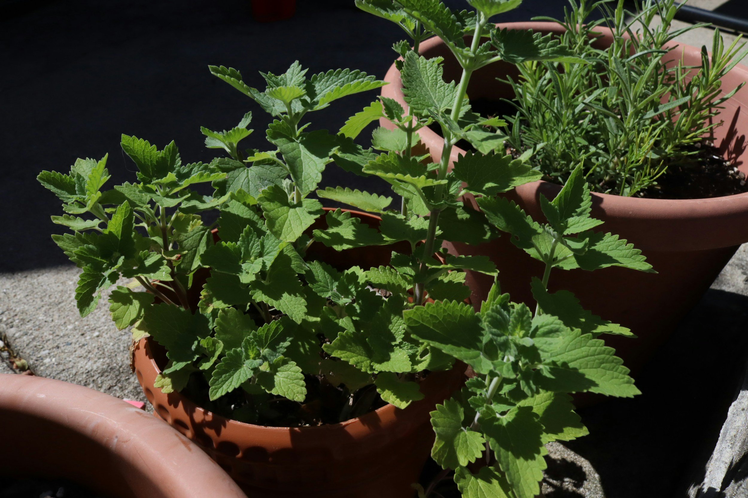 Grow, Snip + Savor: Indoor Edible Gardening