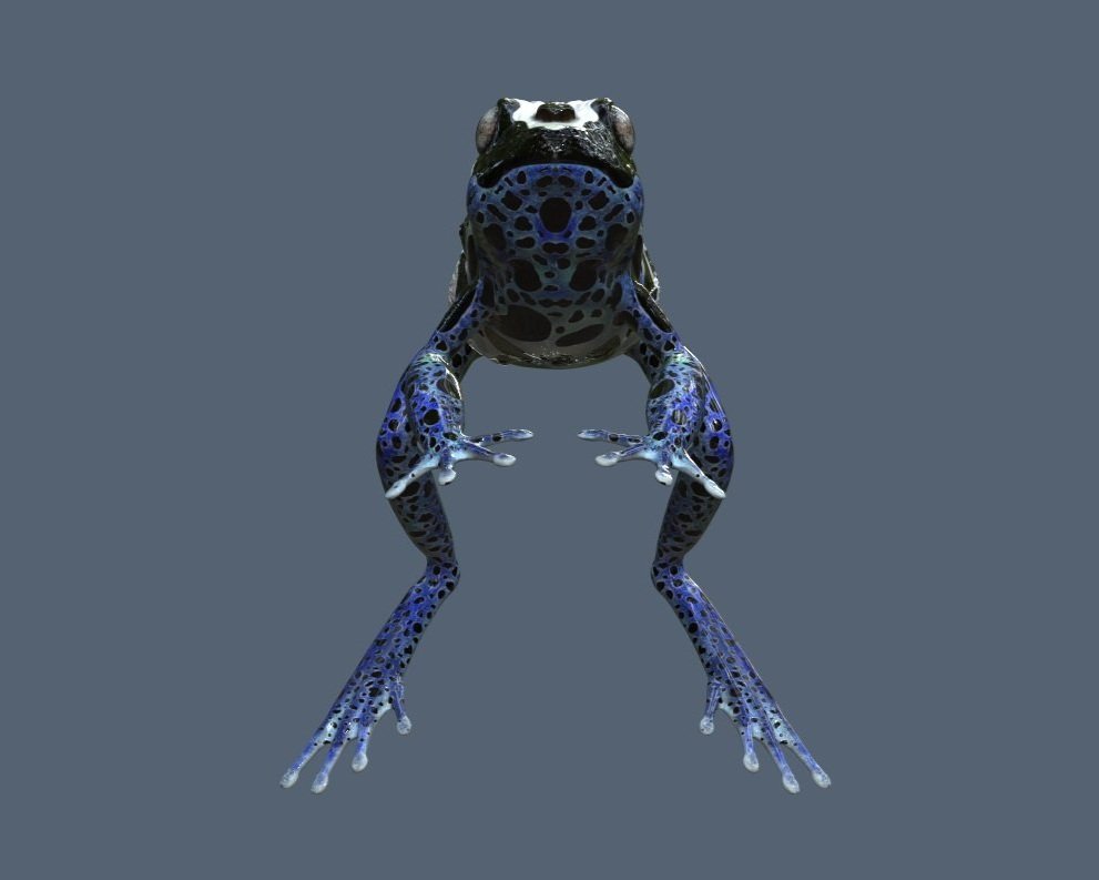 Front%2Bview%2Bfrog.jpg