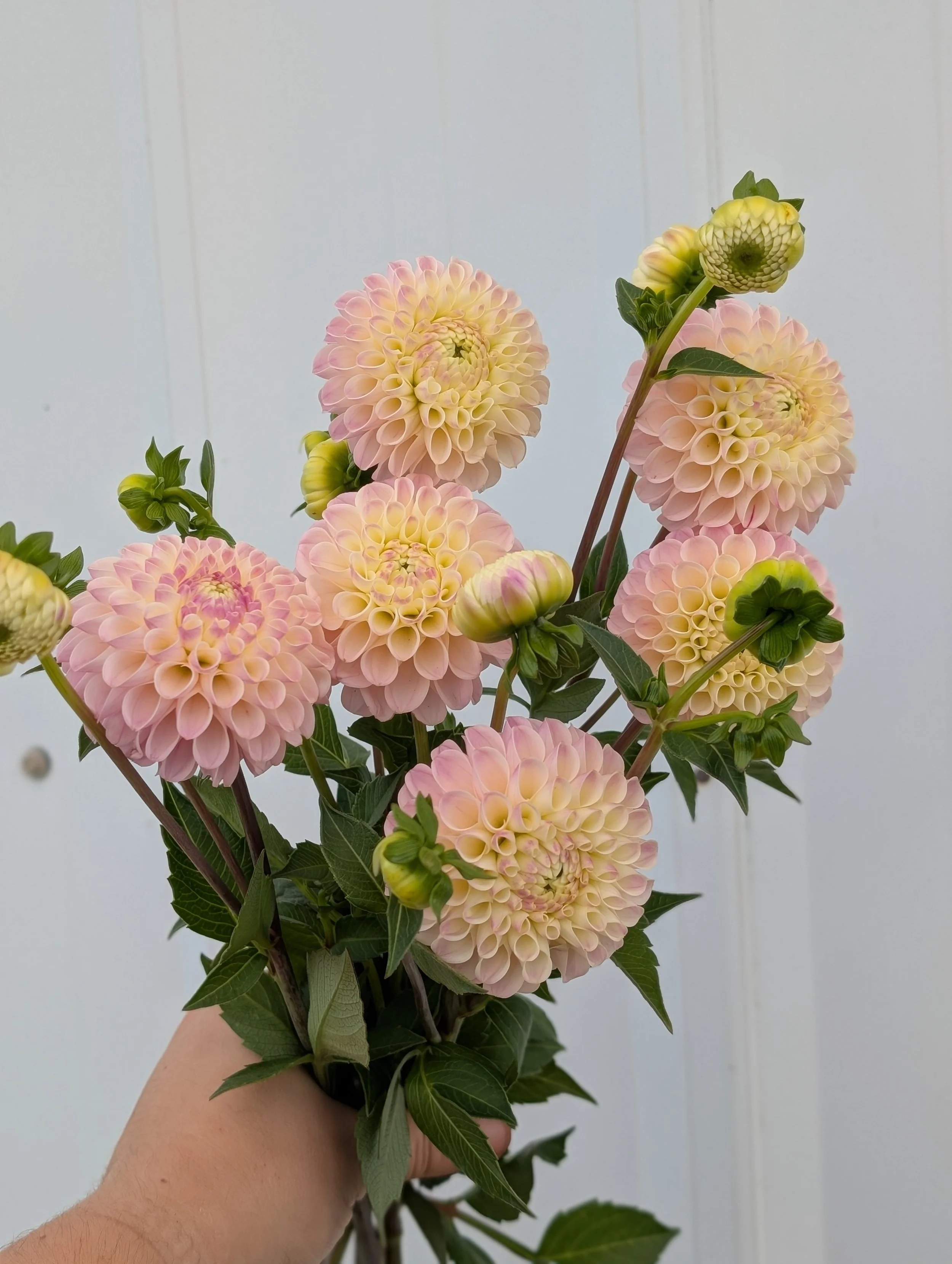 Dahlia Odyssey (2).jpg