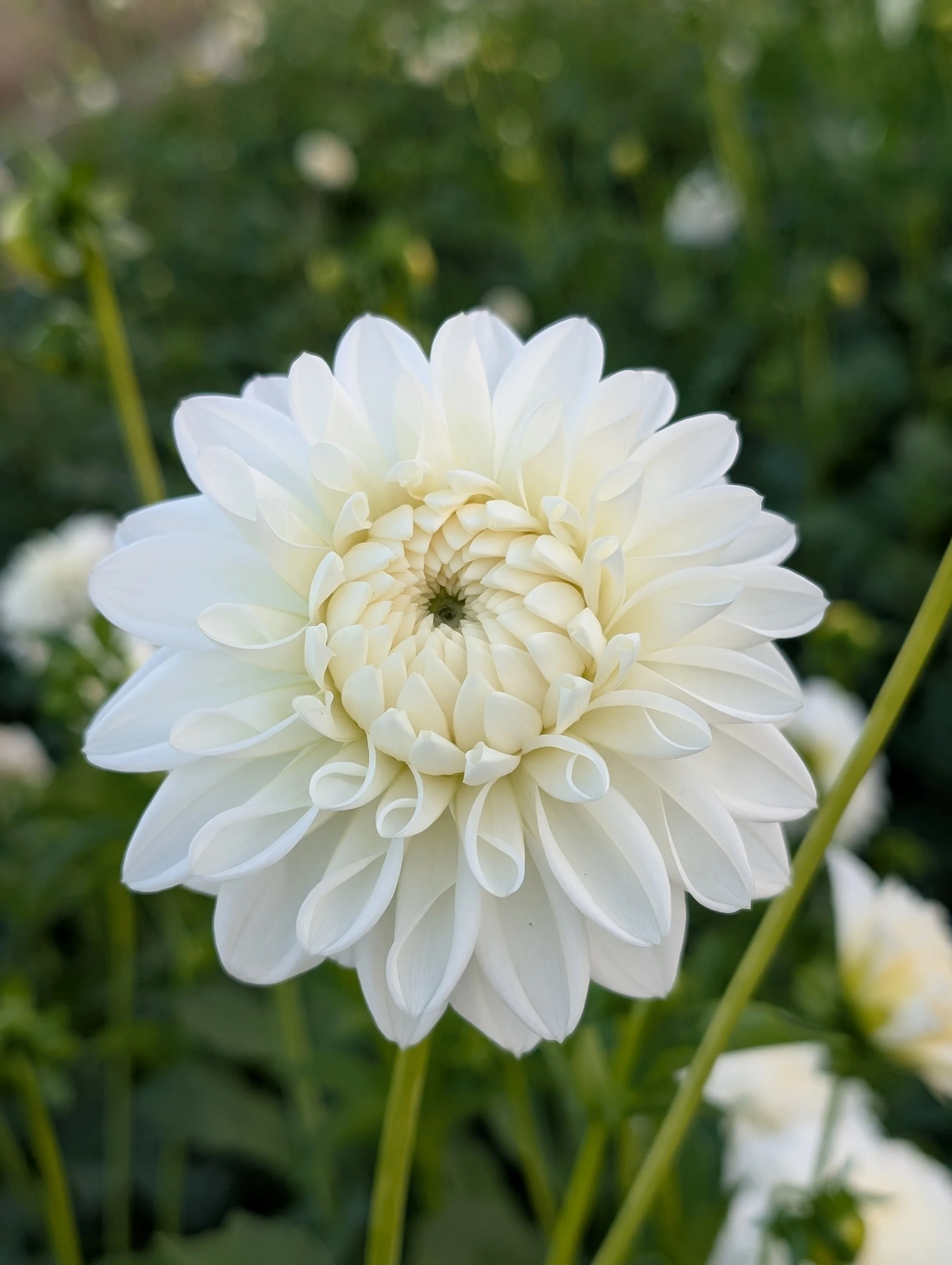 Dahlia Blizzard.jpg