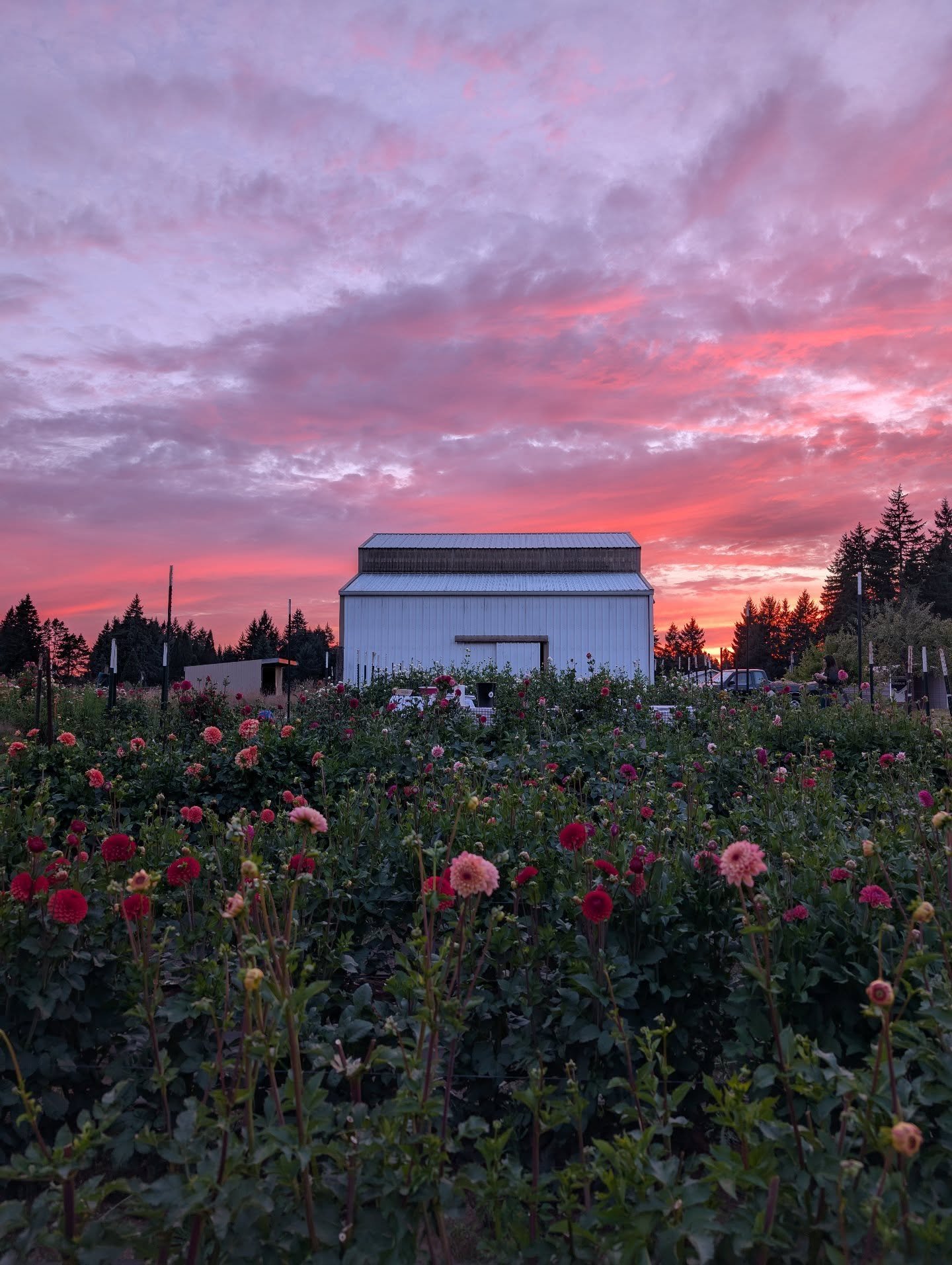 We made it another week with flowers, despite a couple nights in the 30s that made me nervous! That was the kick I needed to finish labeling all the dahlias though. I'm noticing how early it gets dark these days and I sure do miss the daylight! 🍁🍂
