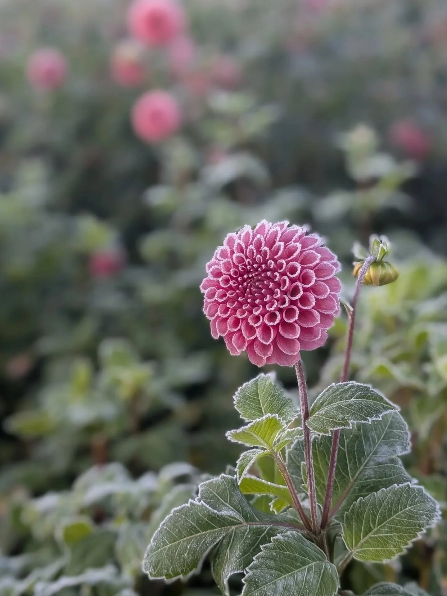And just like that we got a hard freeze and the 2025 season is over! We're always around 5 degrees colder than the Olympia forecast in our tiny micro climate. Must be the prairie! And now, the major clean up job begins...