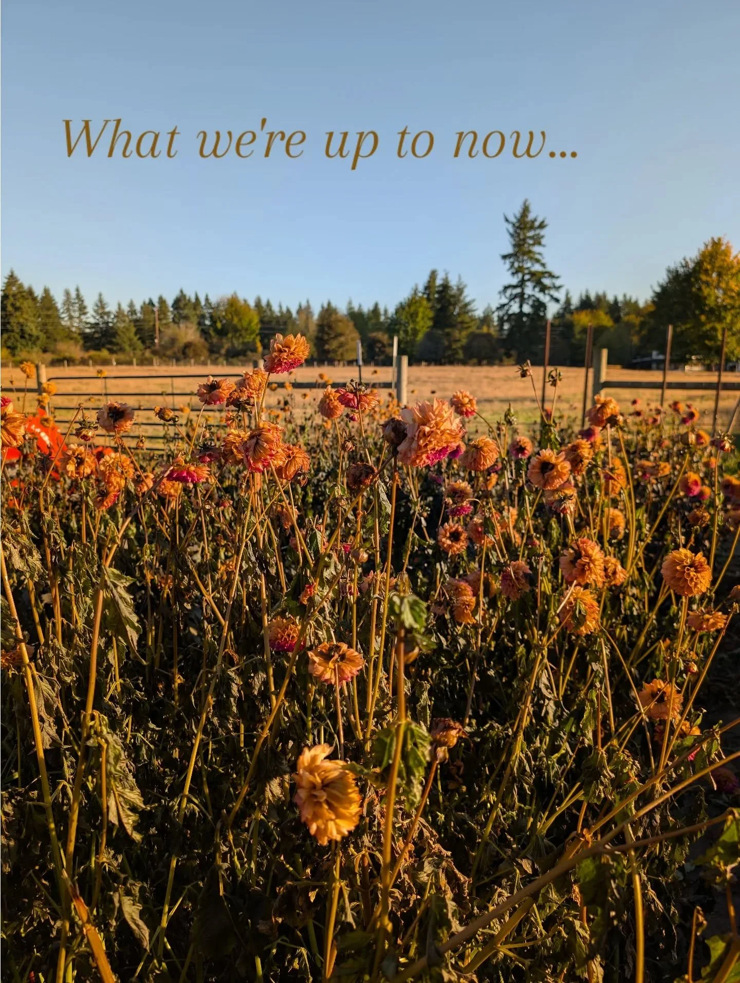 The frost has come, the plants are dead, the season is over. So now, we clean up the field, dig and divide dahlias, and plant tulips for spring! The end of a season prepares us for the next!