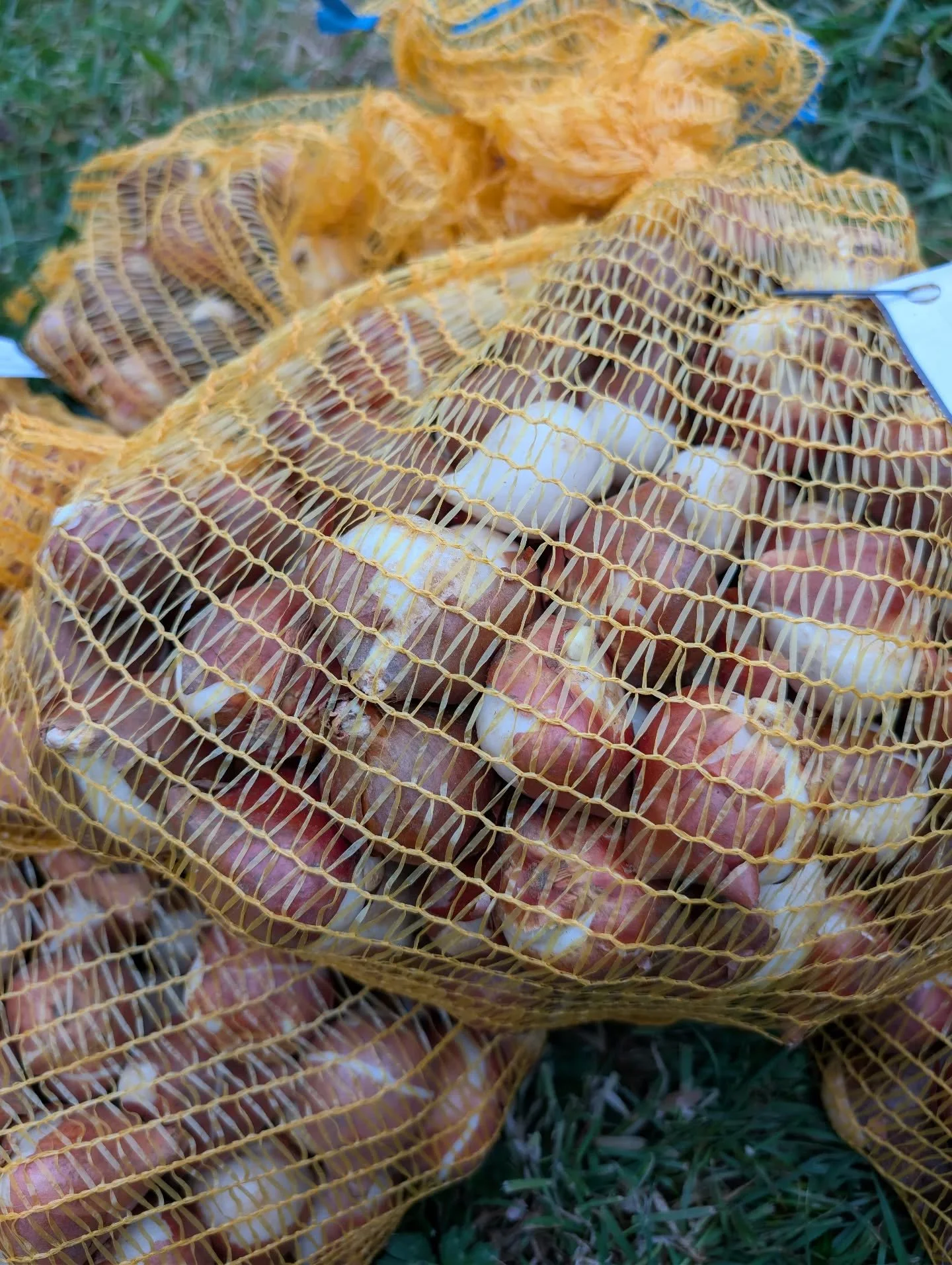 Tulip time! I tucked away so many of these bulbs for spring and can't wait to share the blooms with you. 🌷