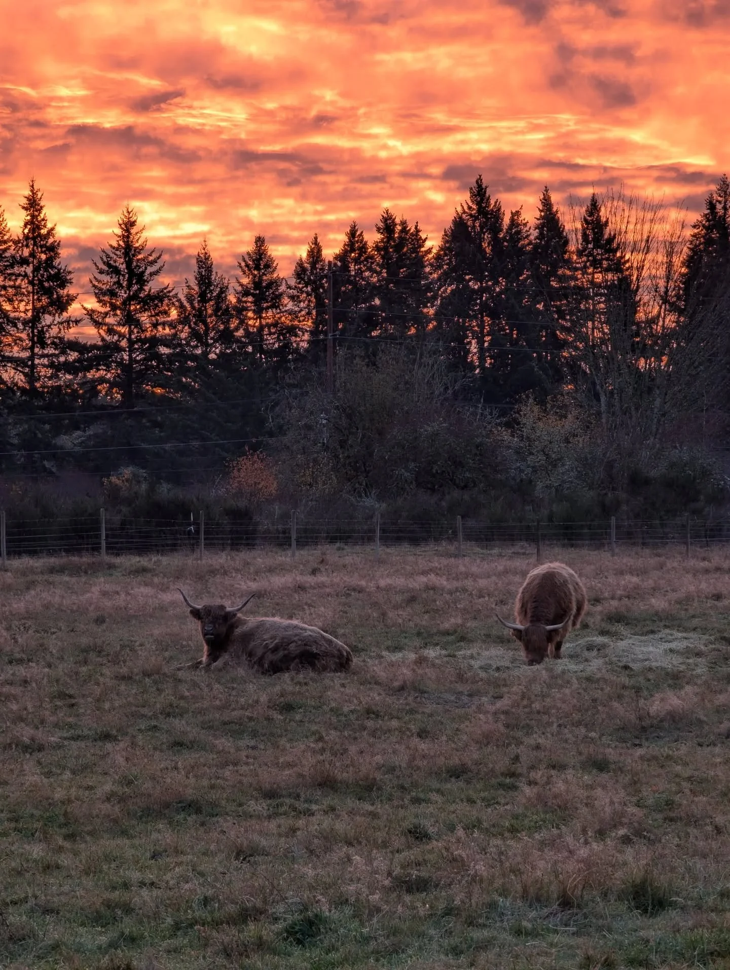 Love these fall mornings when it's not raining in the PNW! Today's sunrise was breathtaking and the cows are always pretty cute so they obviously needed a photo op.

#maywoodfarm #highlandcows